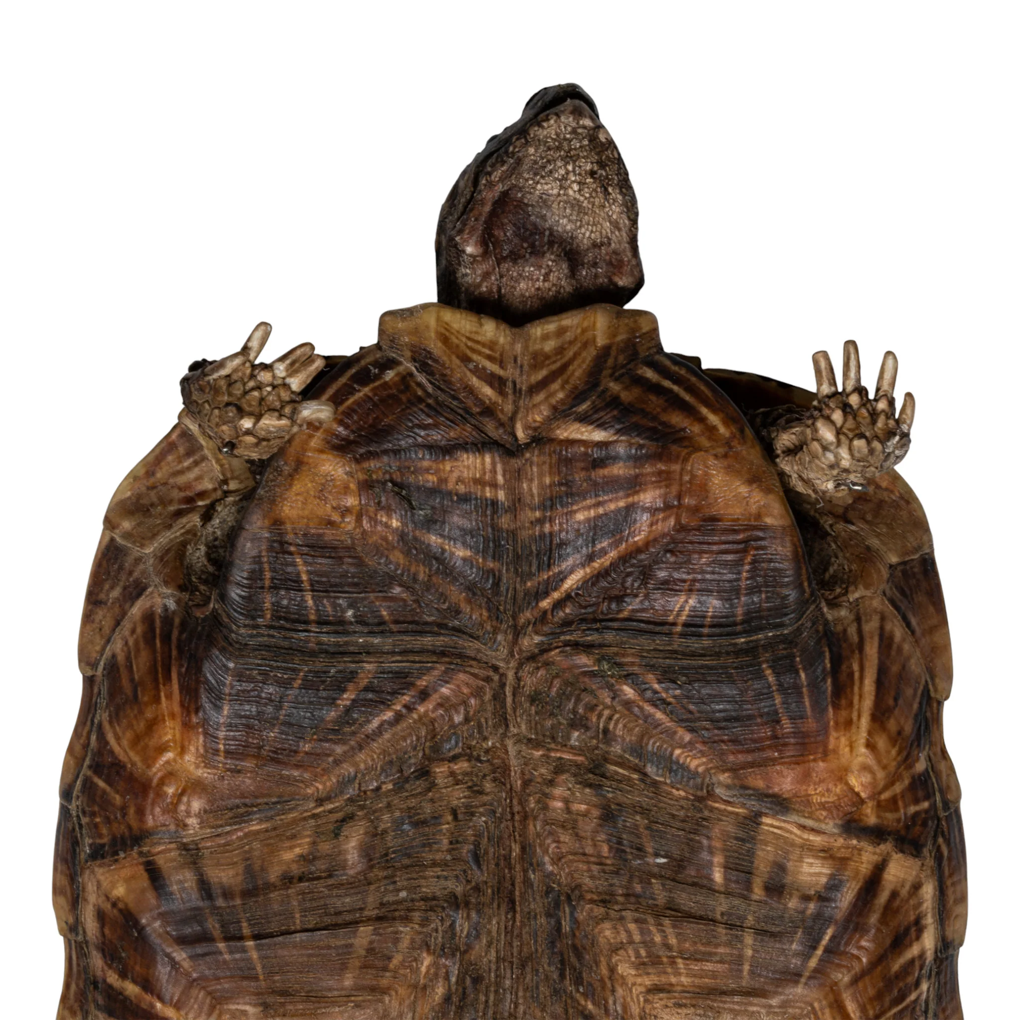 Real Freeze-dried Pancake Tortoise - Image 7