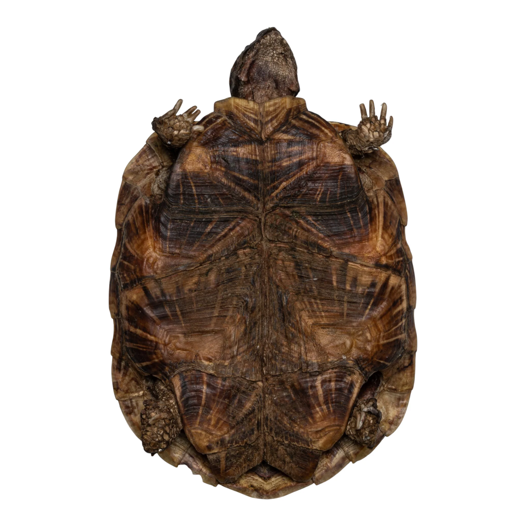Real Freeze-dried Pancake Tortoise - Image 8
