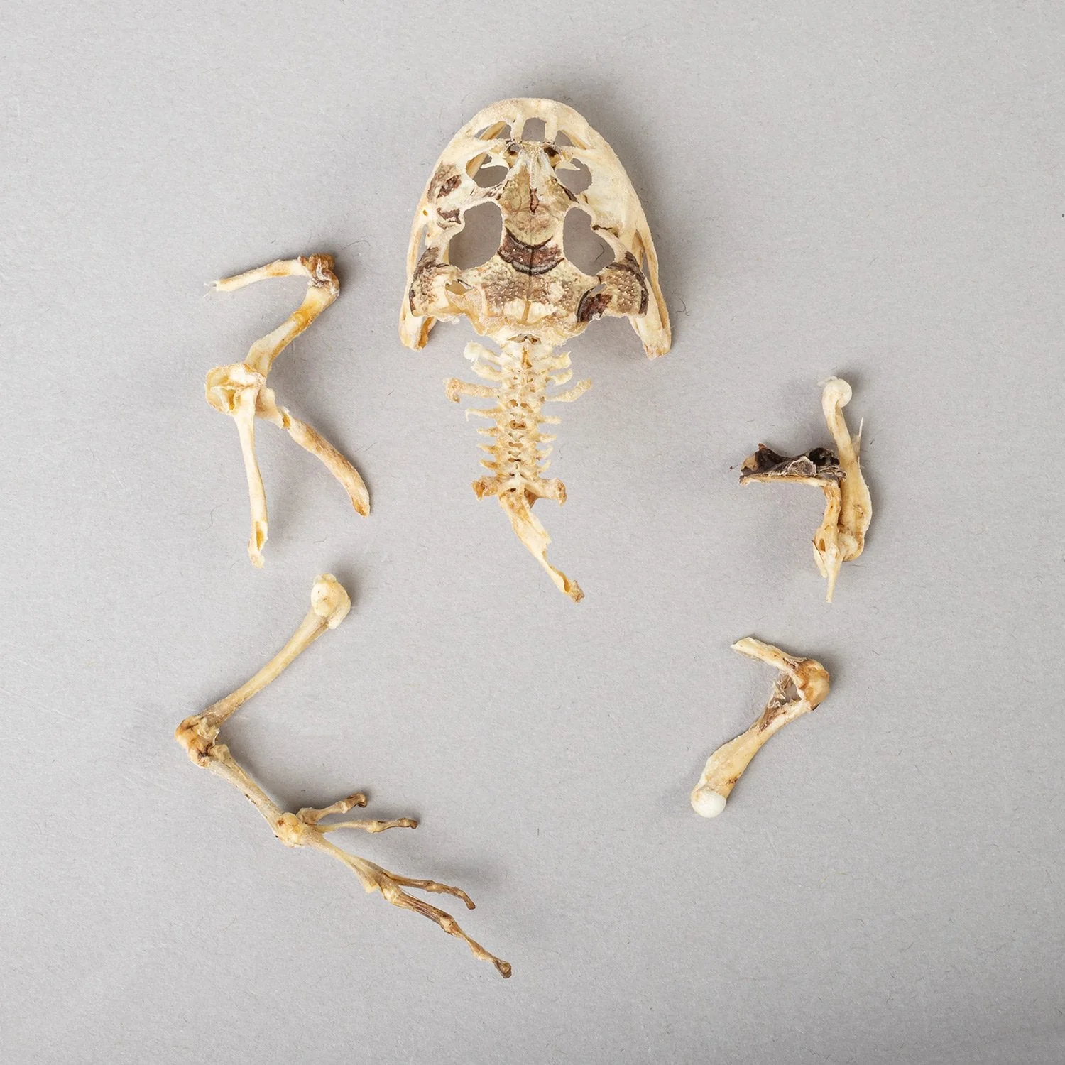 Real Frog Skeleton - Partial