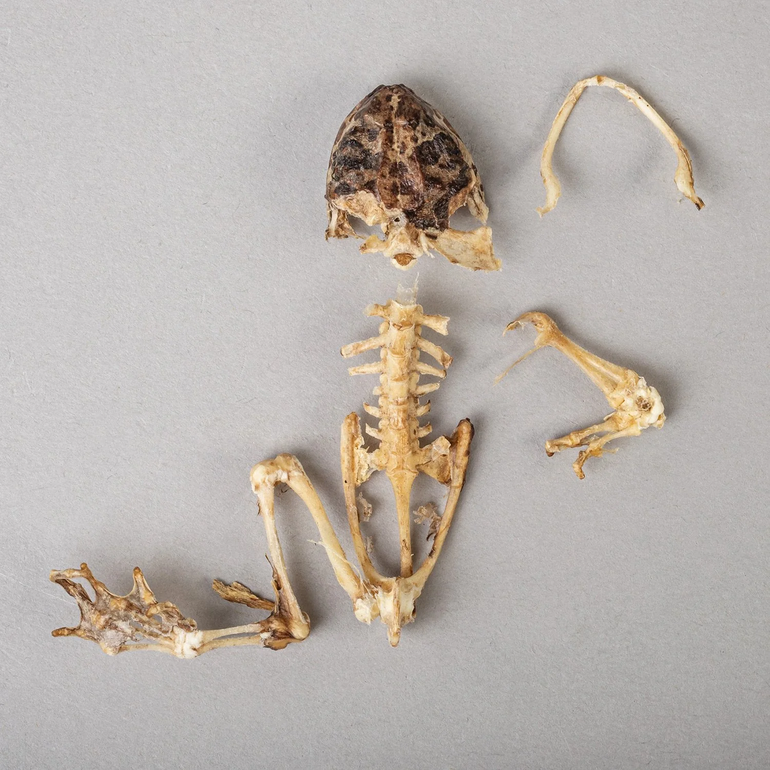 Real Frog Skeleton - Partial