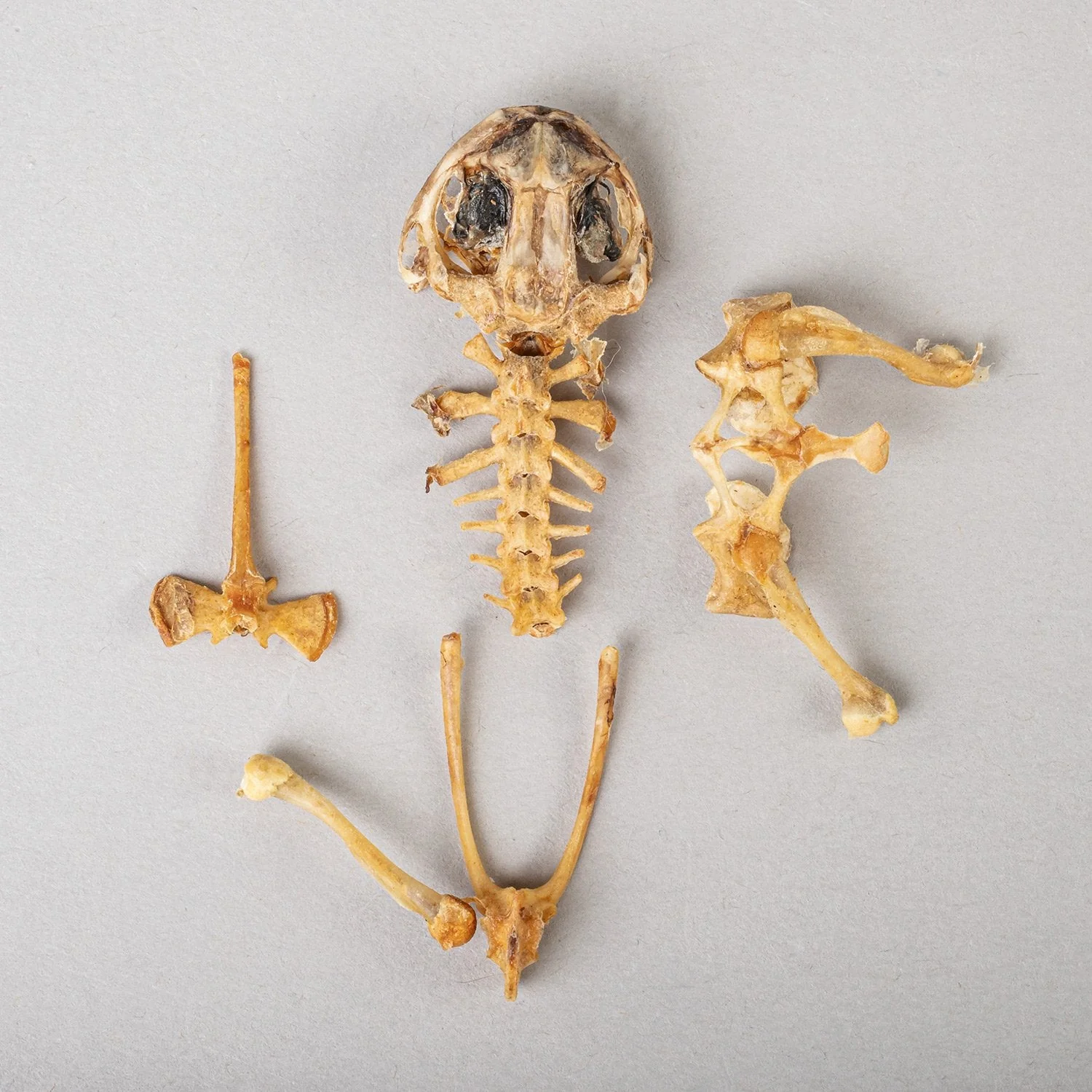 Real Frog Skeleton - Partial