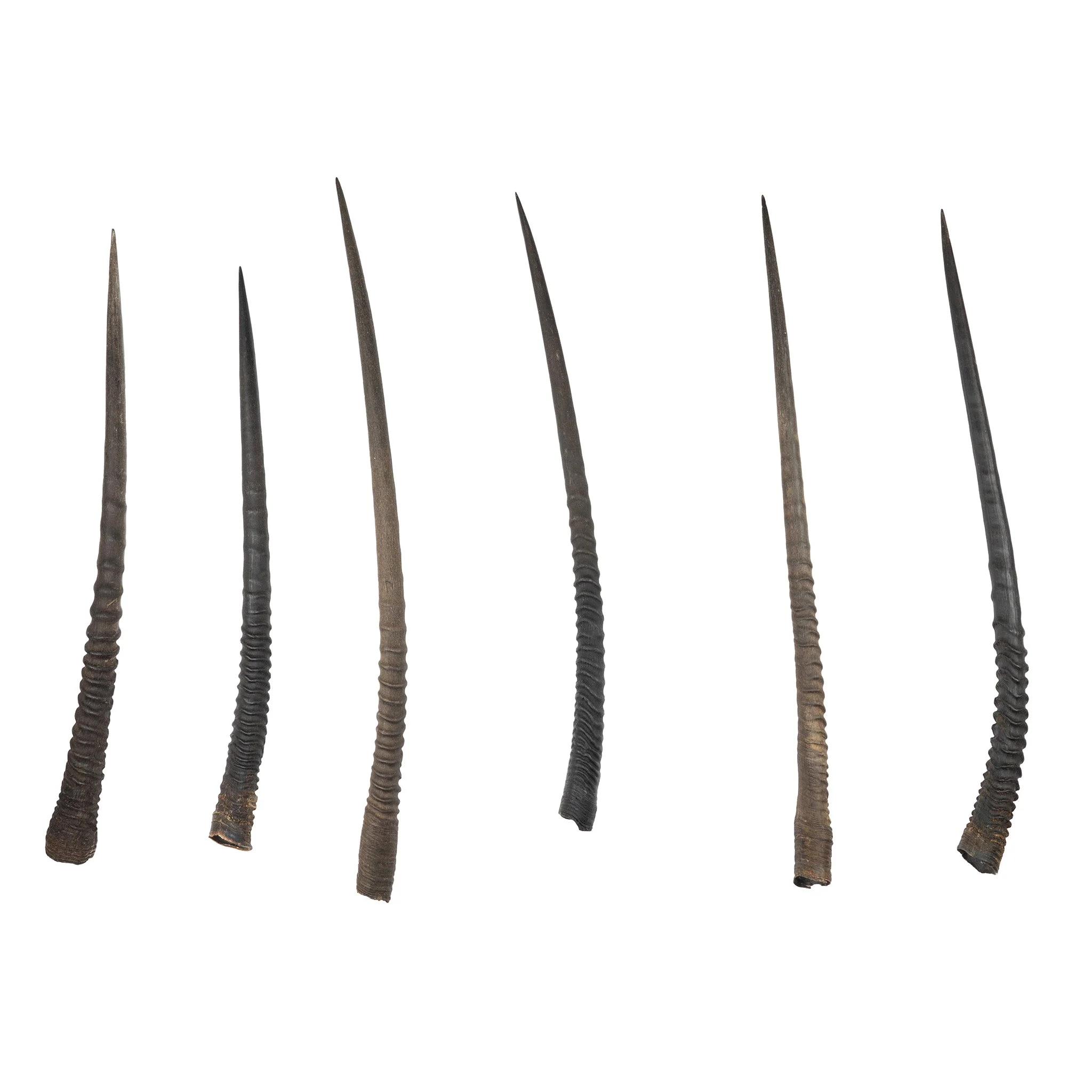 Real Gemsbok Horn - Single