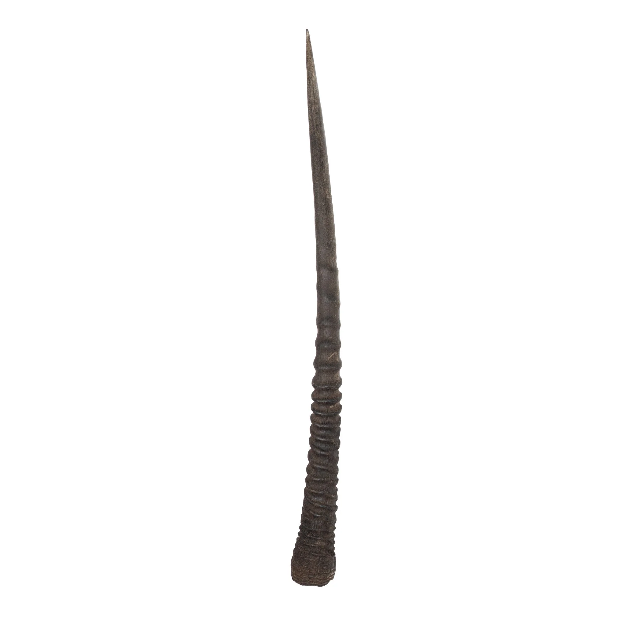 Real Gemsbok Horn - Single - Image 4