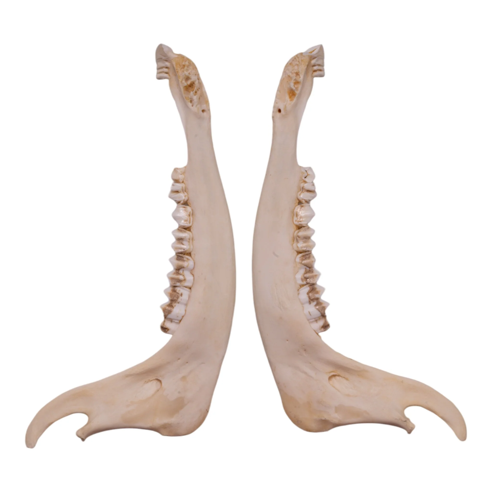 Real Gemsbok Mandible - Single - Image 2