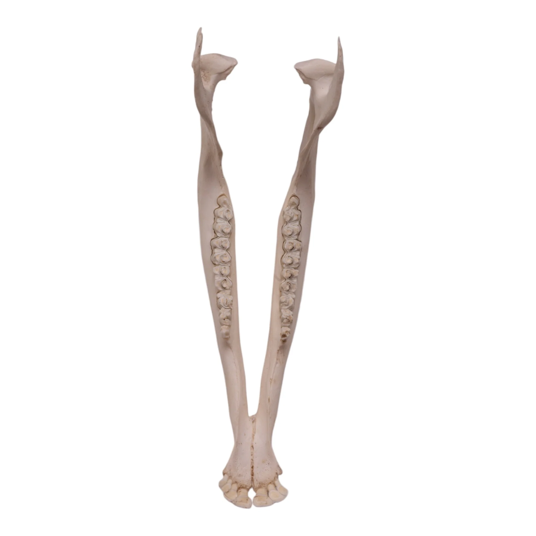 Real Gemsbok Mandible - Single - Image 3