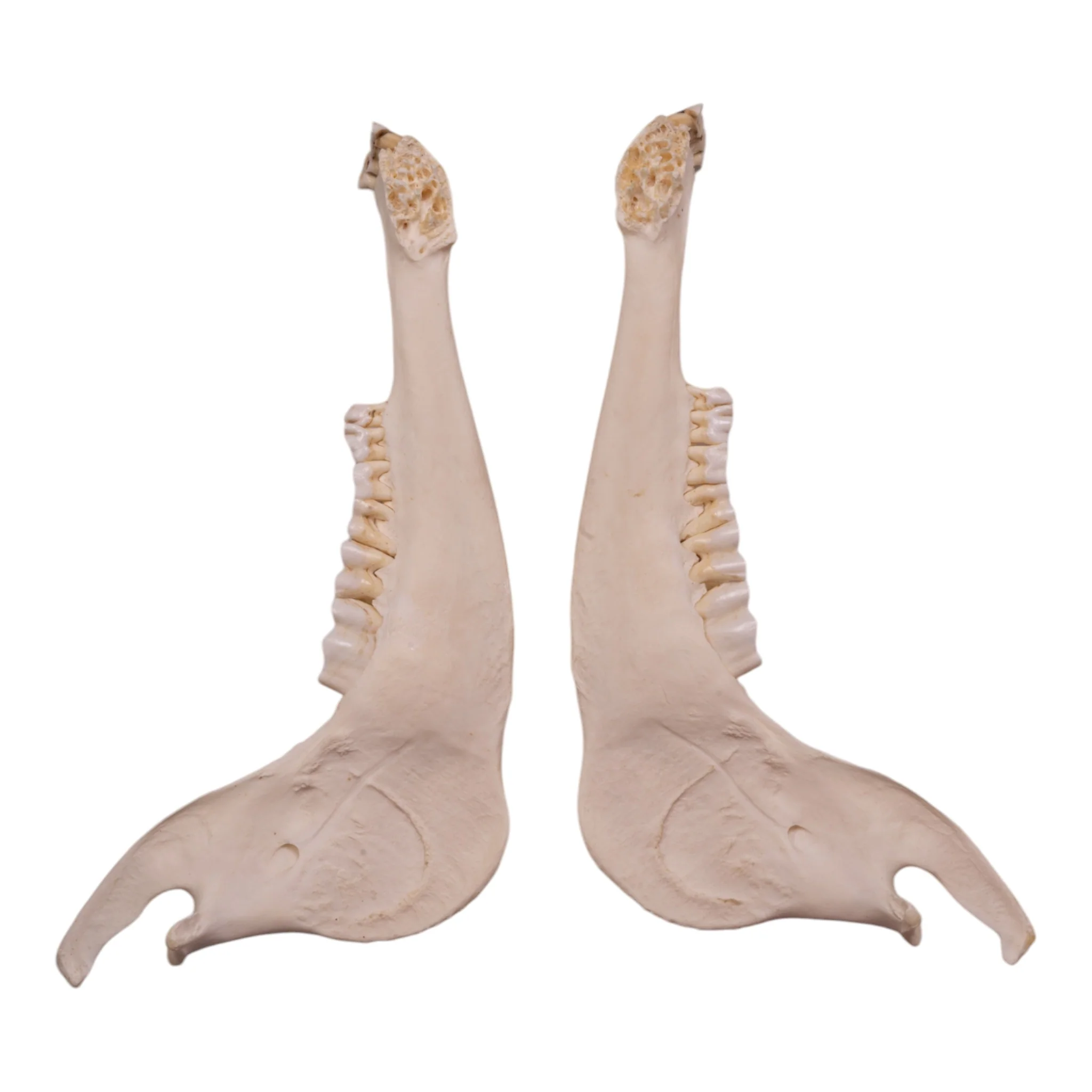 Real Gemsbok Mandible - Single - Image 4