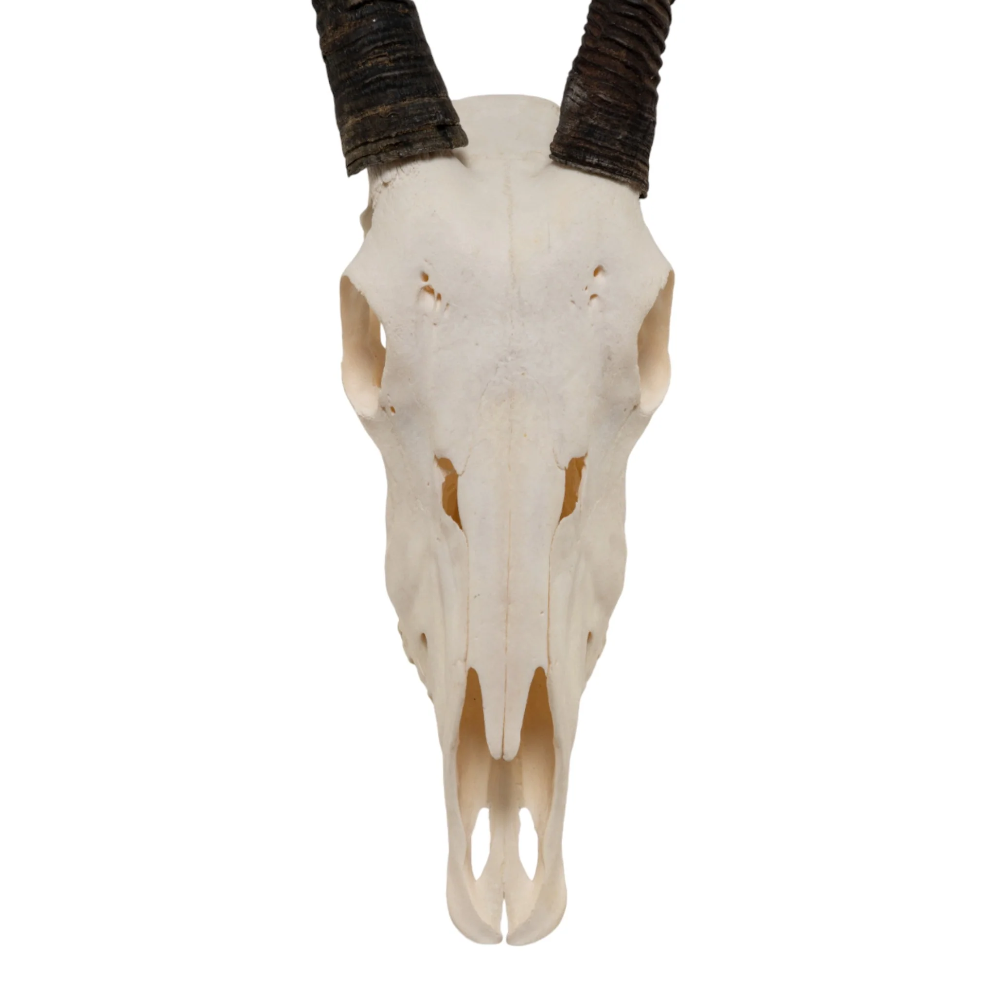 Real Gemsbok Skull - Image 3