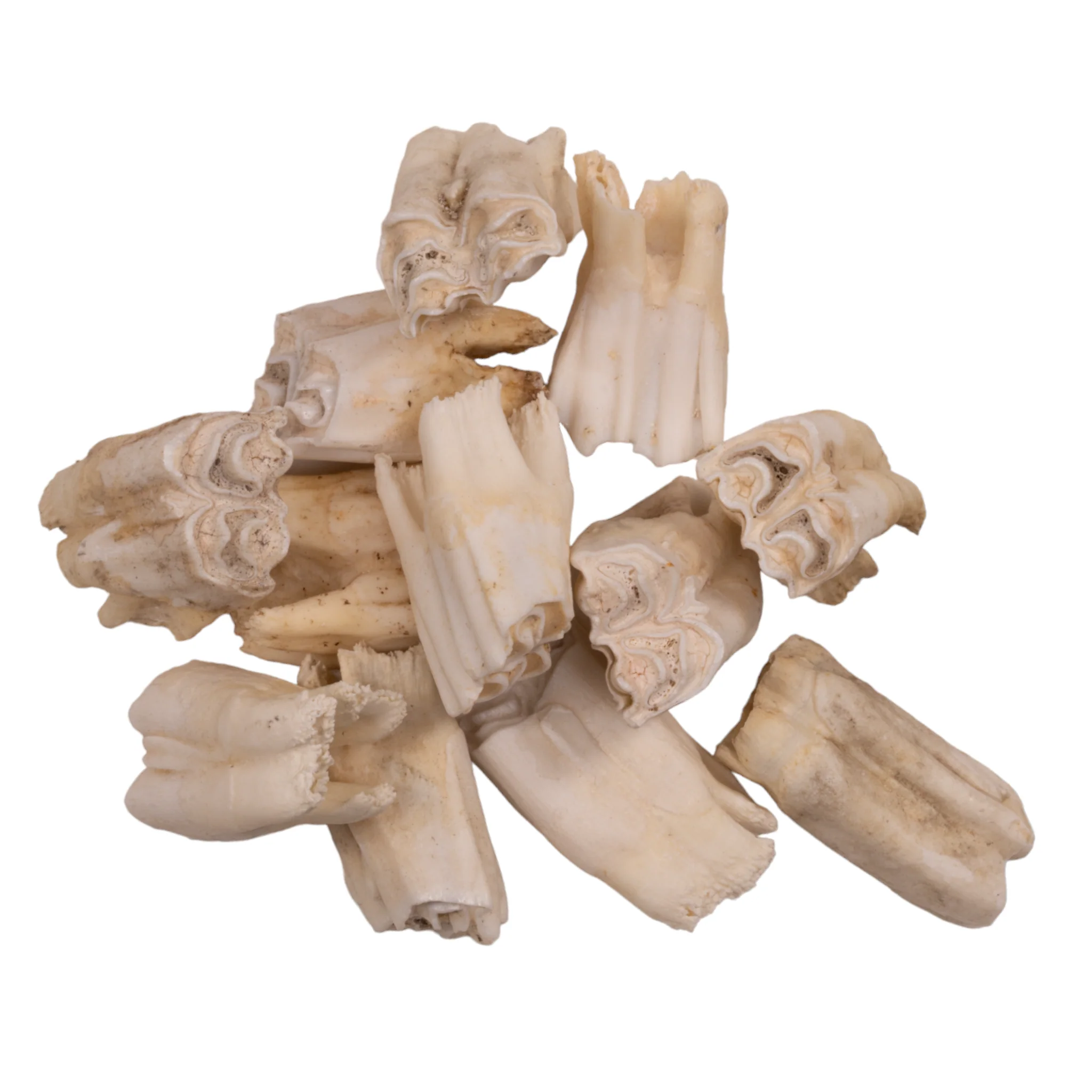 Real Gemsbok Tooth - Single