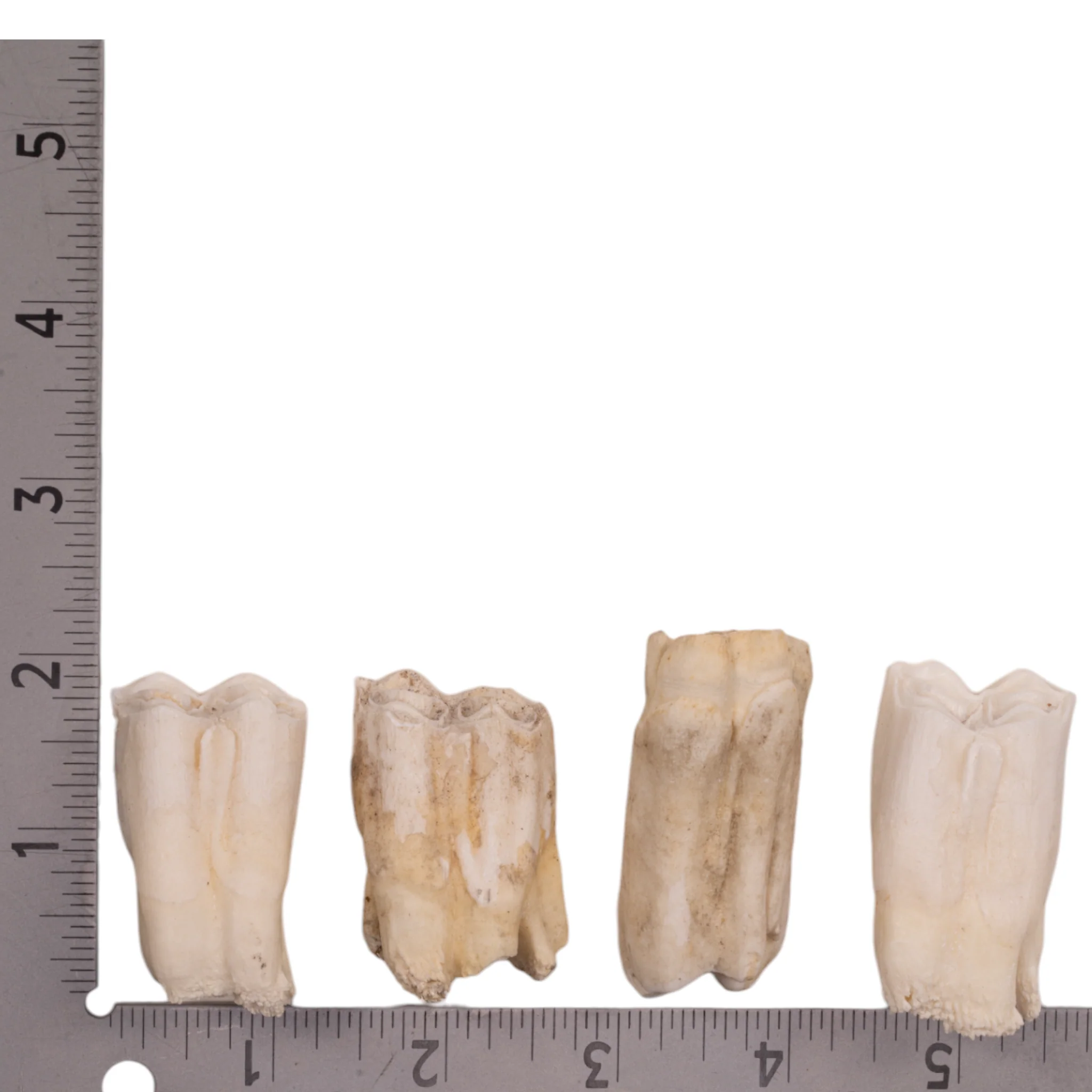 Real Gemsbok Tooth - Single - Image 2