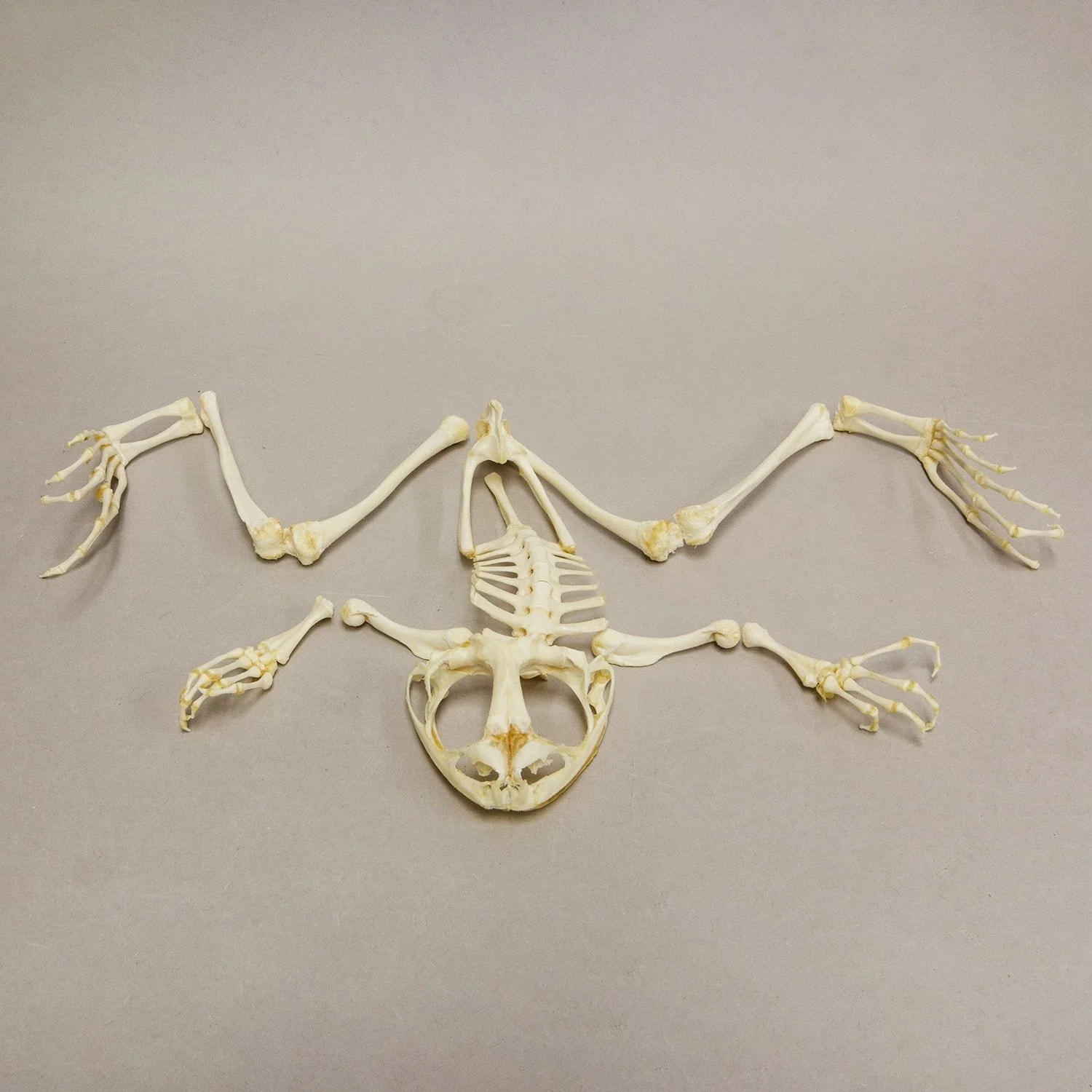Real Giant Slippery Frog Skeleton - Disarticulated