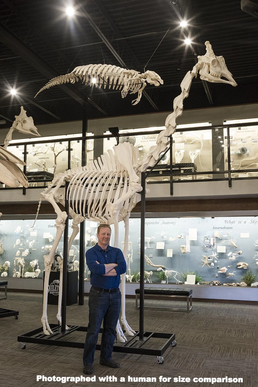 Real Southern Giraffe Skeleton - Articulated (13'7") - Image 3