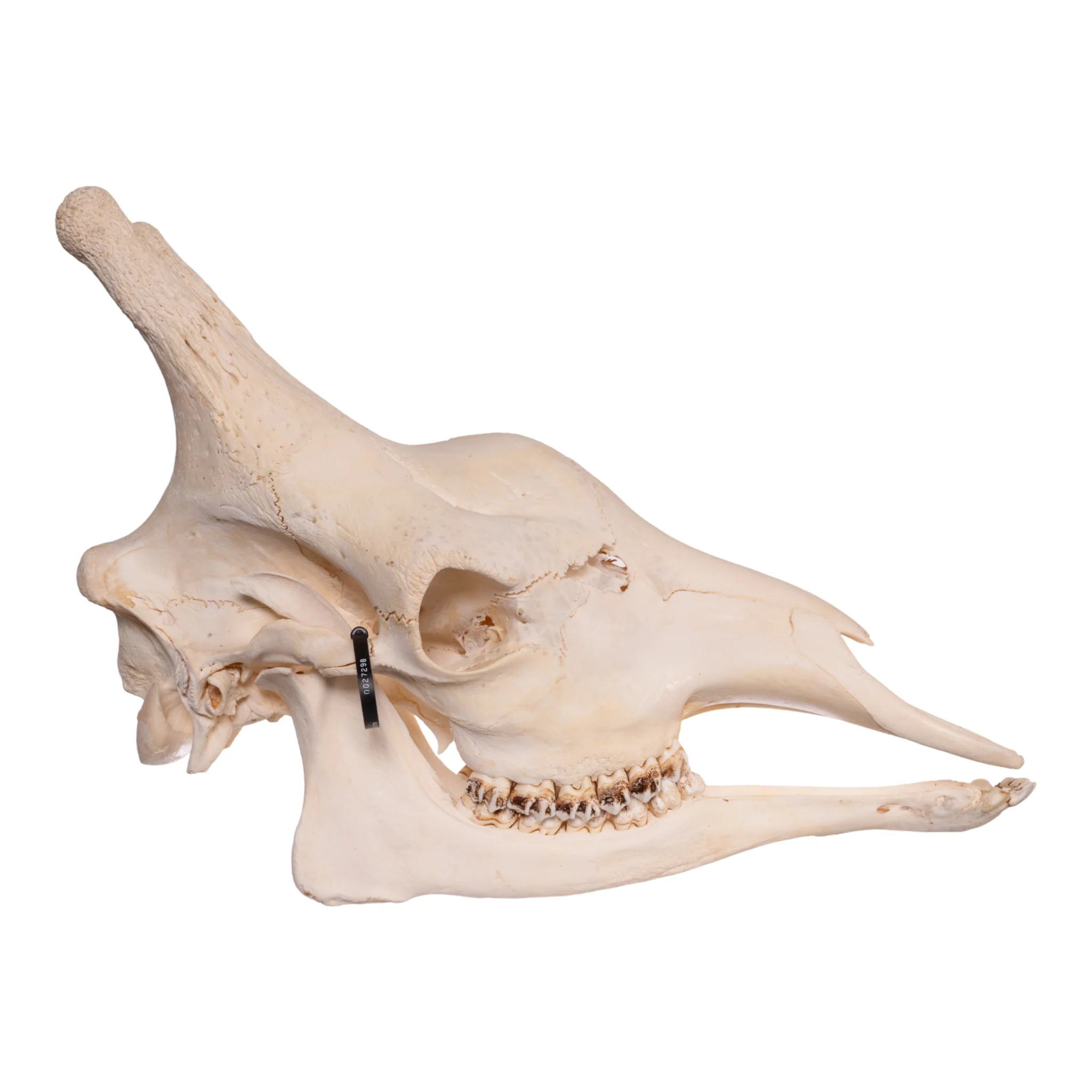 Real Southern Giraffe Skull - Image 3