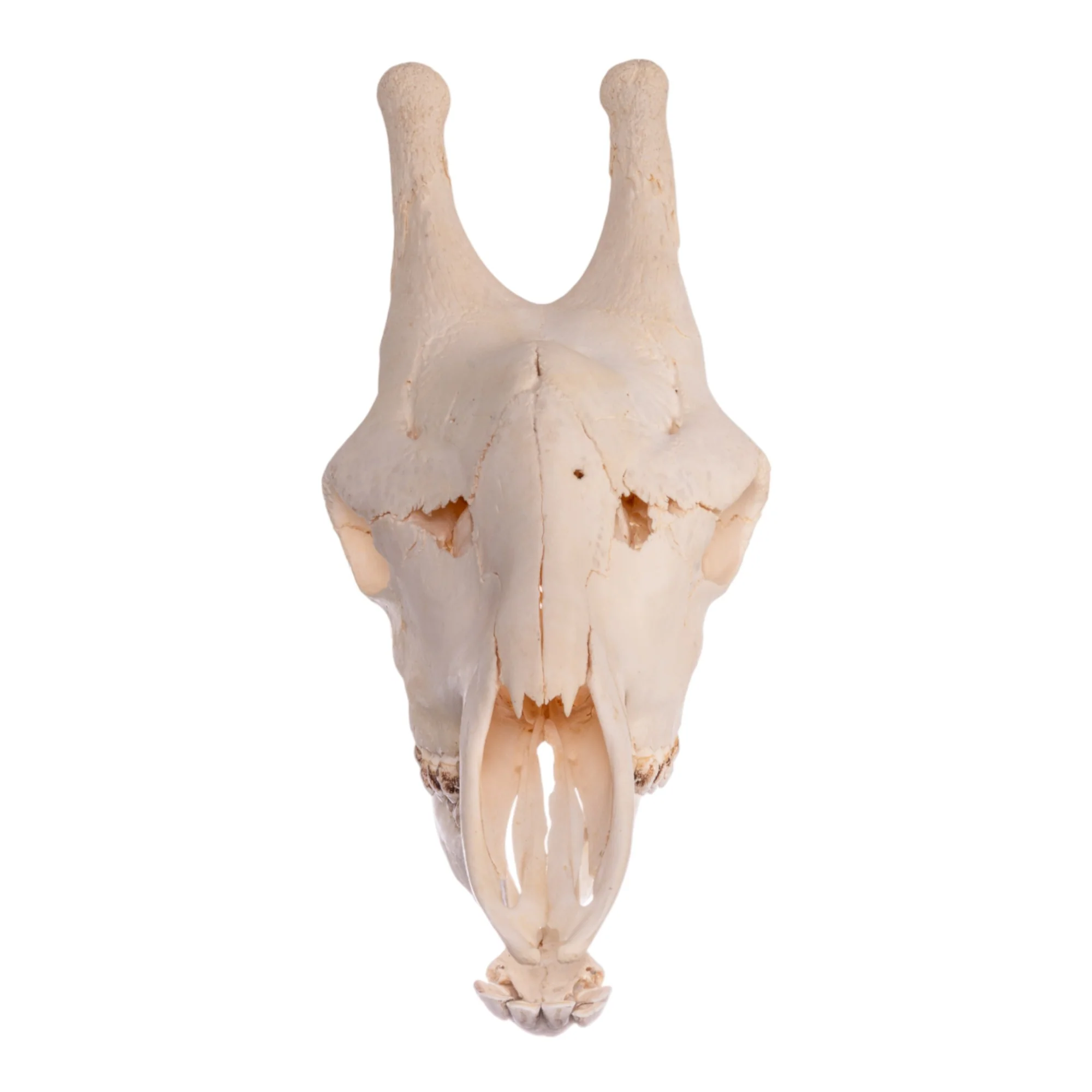Real Southern Giraffe Skull - Image 4