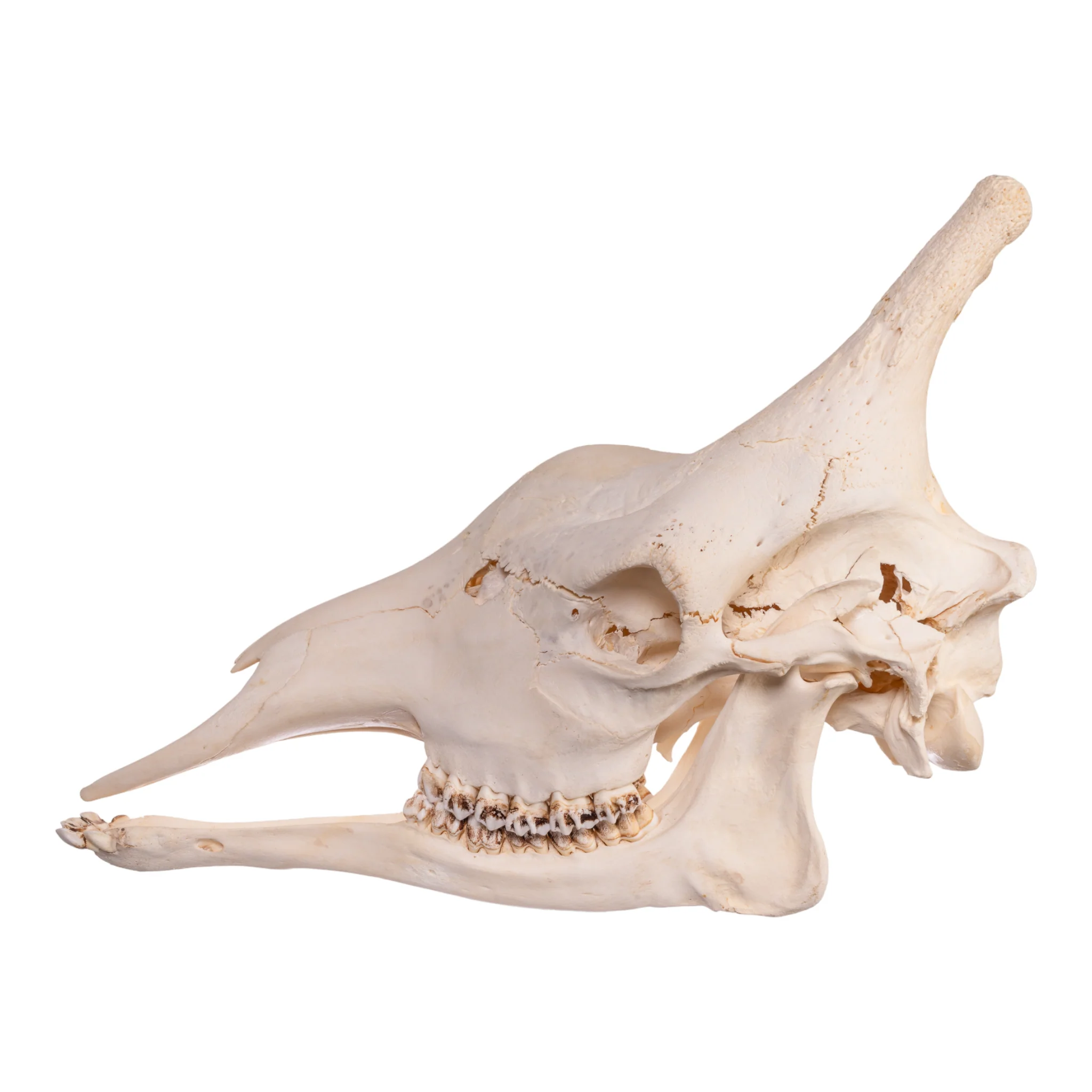 Real Southern Giraffe Skull - Image 5