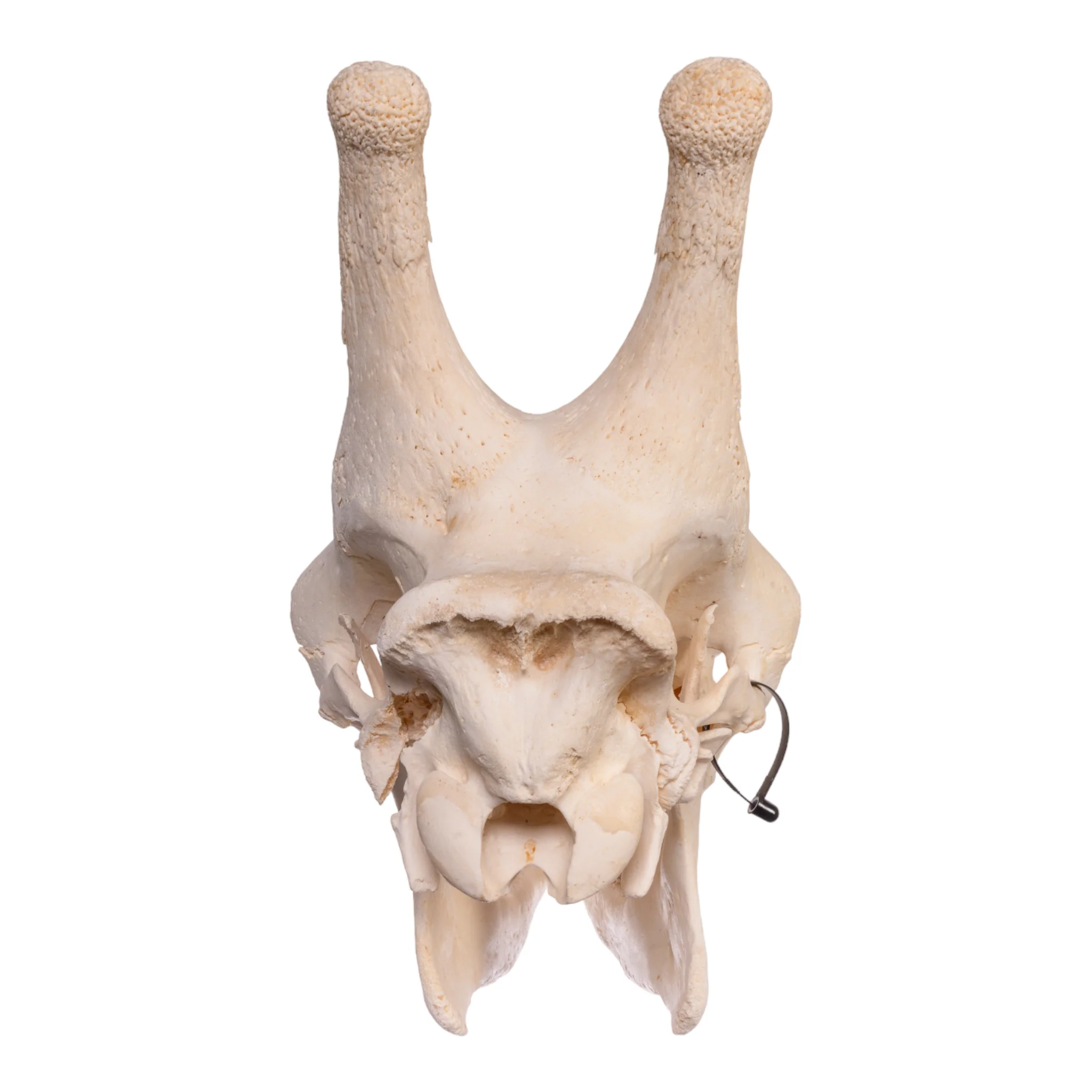 Real Southern Giraffe Skull - Image 6