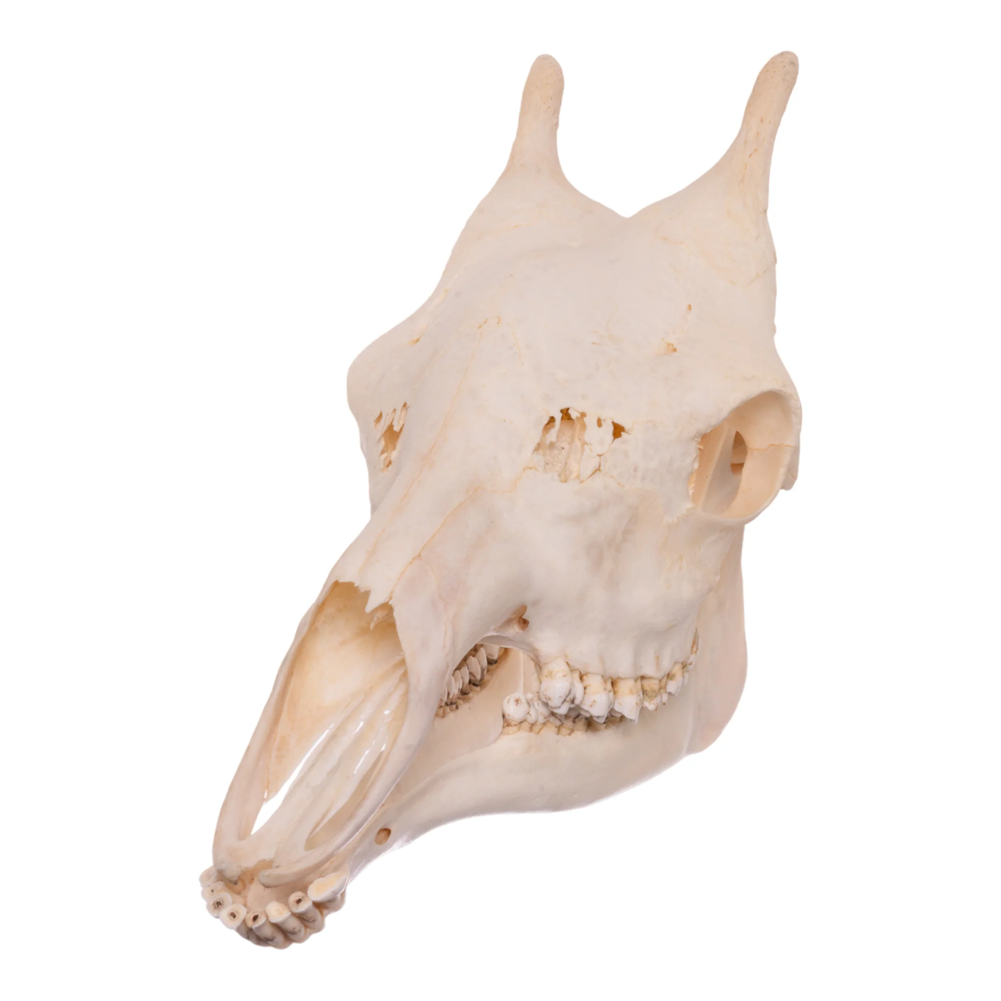Real Southern Giraffe Skull - Image 7