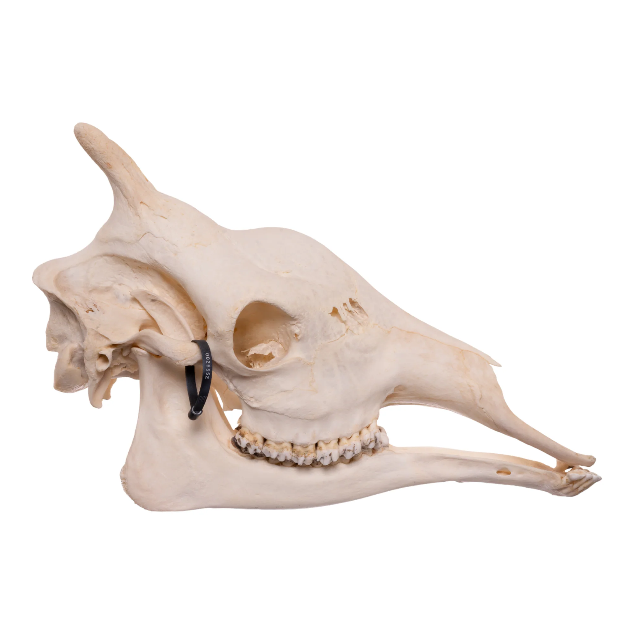 Real Southern Giraffe Skull - Image 8