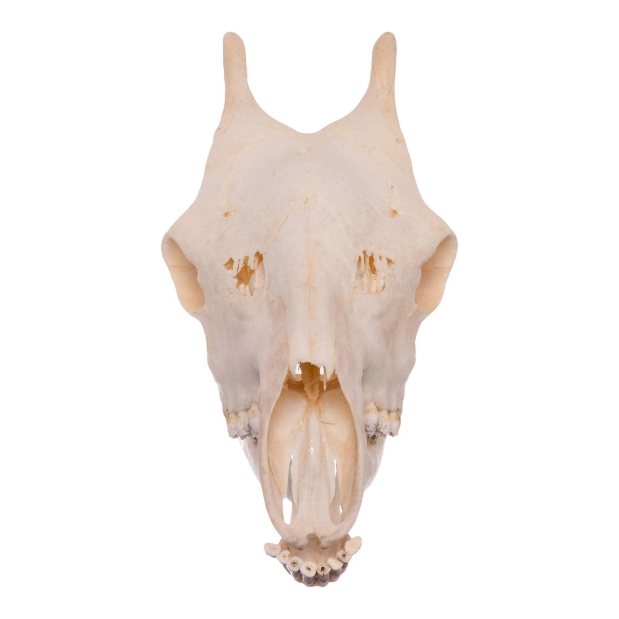 Real Southern Giraffe Skull - Image 9