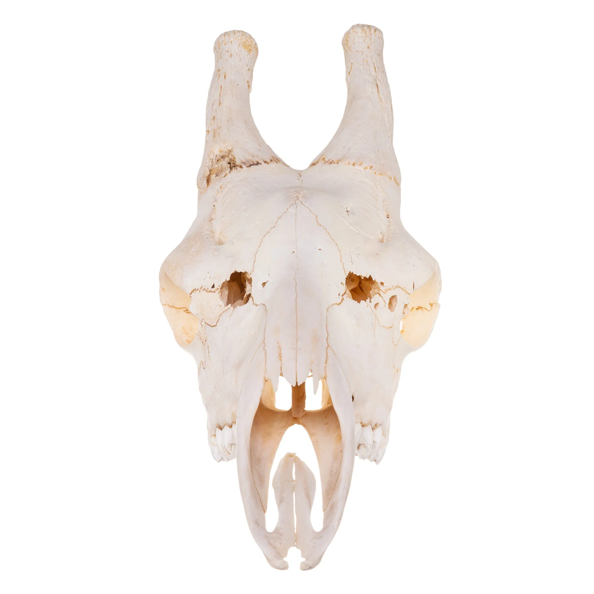 Real Southern Giraffe Skull - Male, No Mandible - Image 3