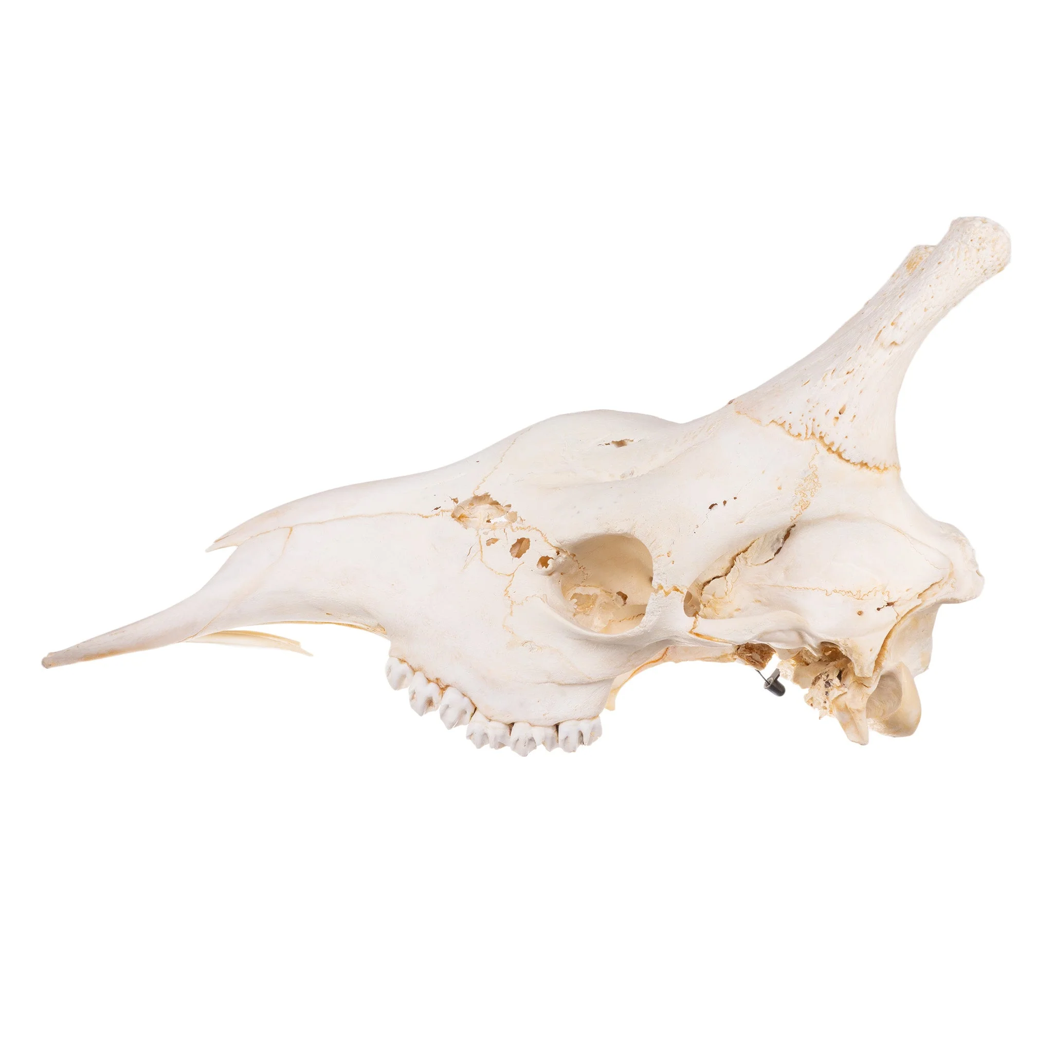 Real Southern Giraffe Skull - Male, No Mandible - Image 4