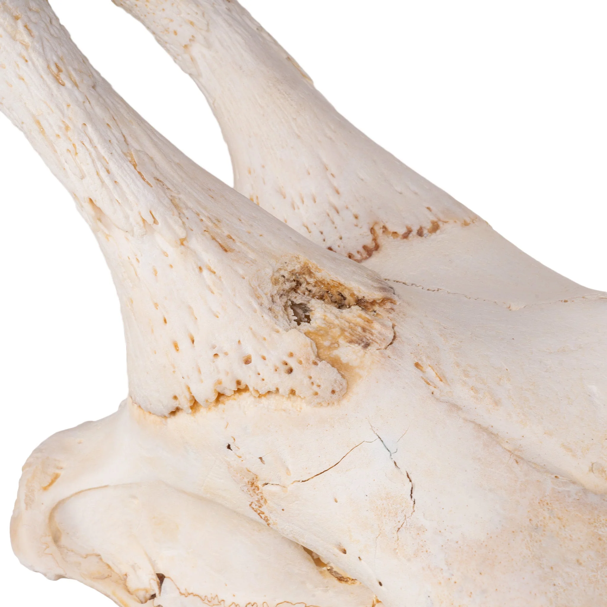 Real Southern Giraffe Skull - Male, No Mandible - Image 6