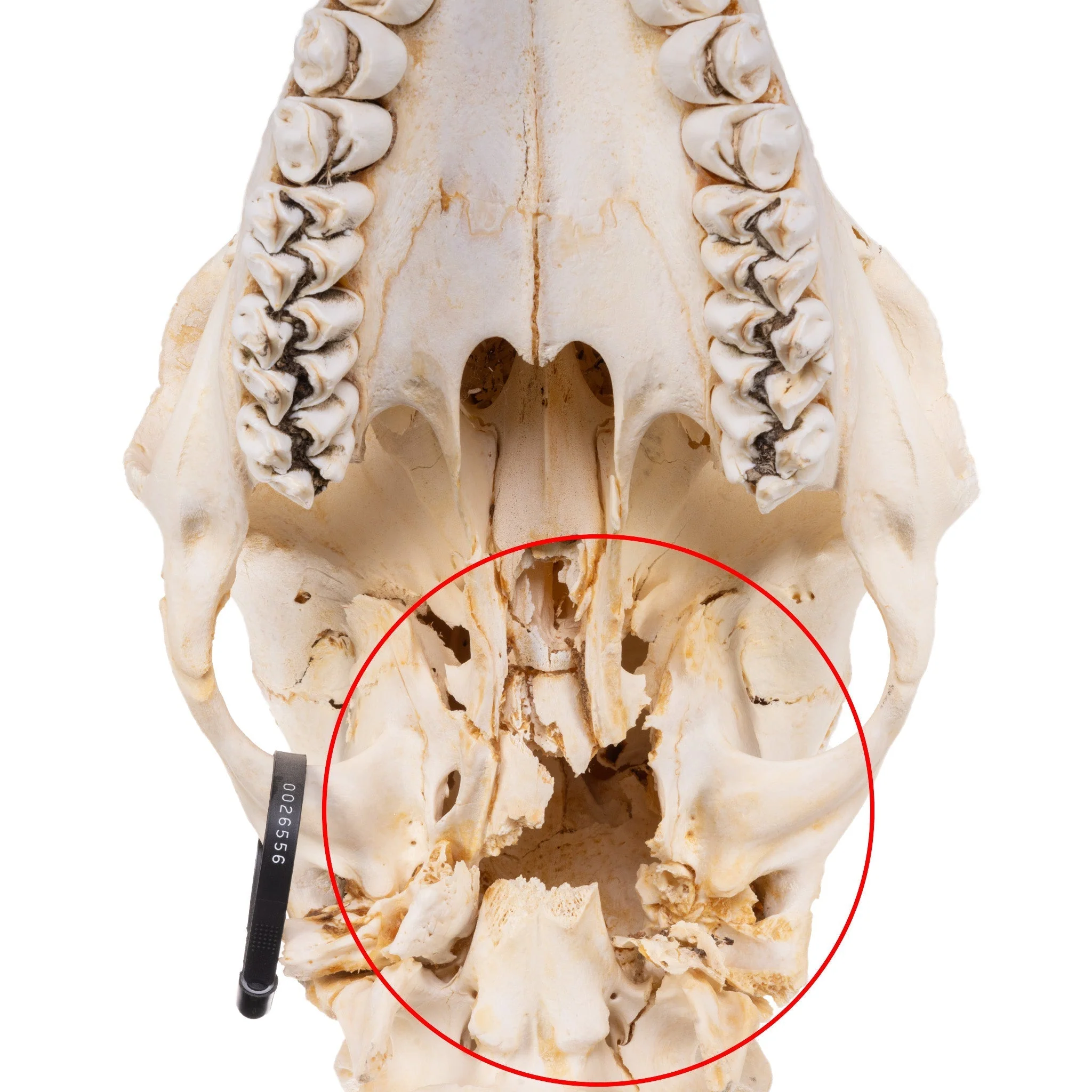 Real Southern Giraffe Skull - Male, No Mandible - Image 7