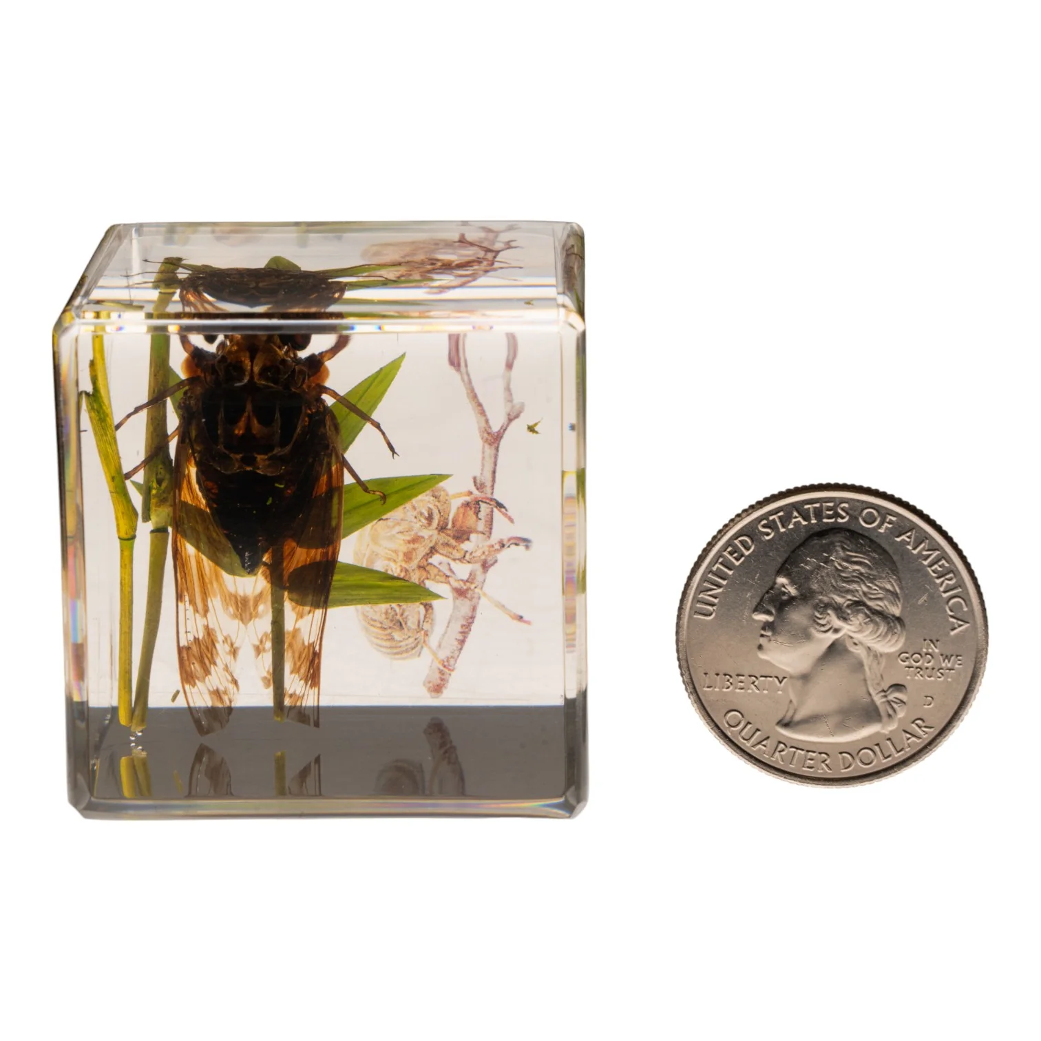 Real Cicada in Acrylic Cube - Image 6