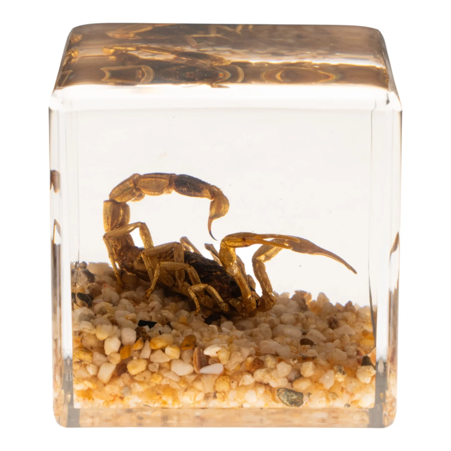Real Golden Scorpion in Acrylic Cube - Image 2