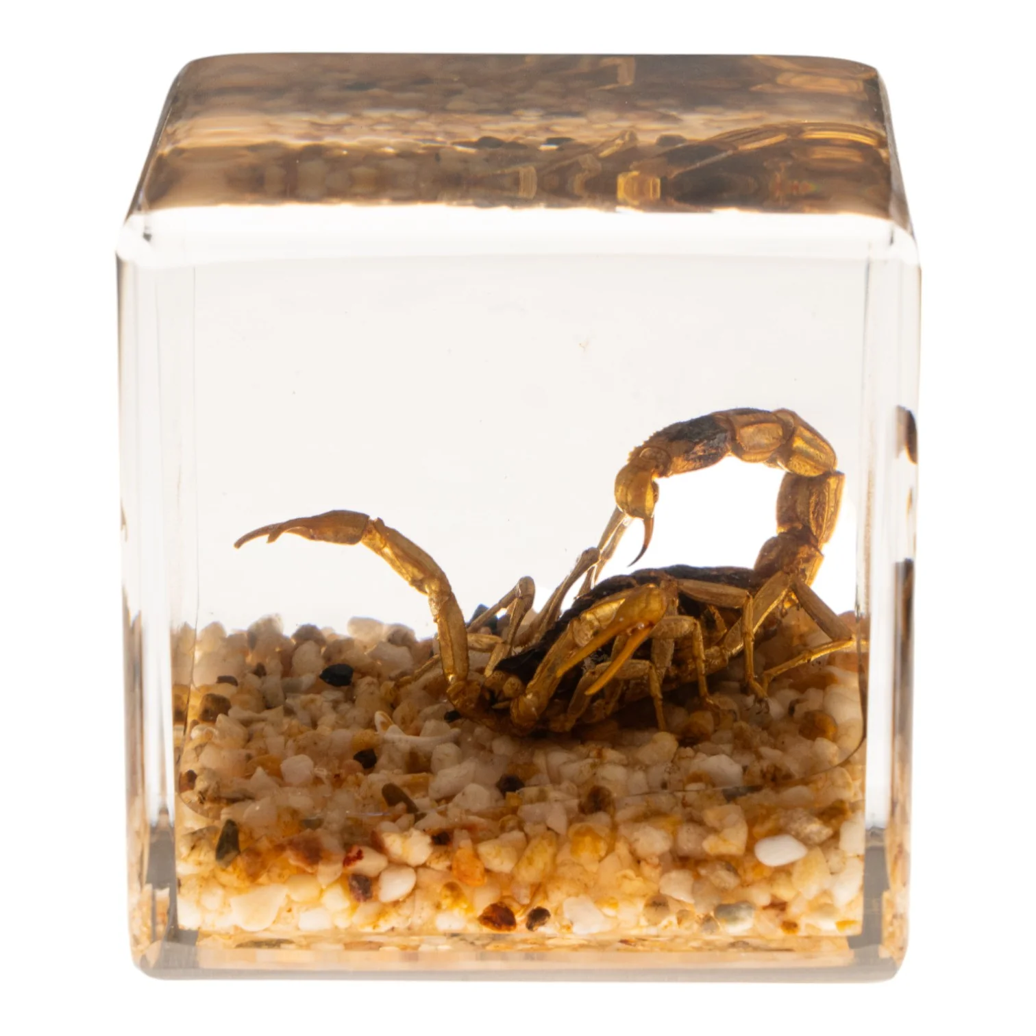 Real Golden Scorpion in Acrylic Cube - Image 3