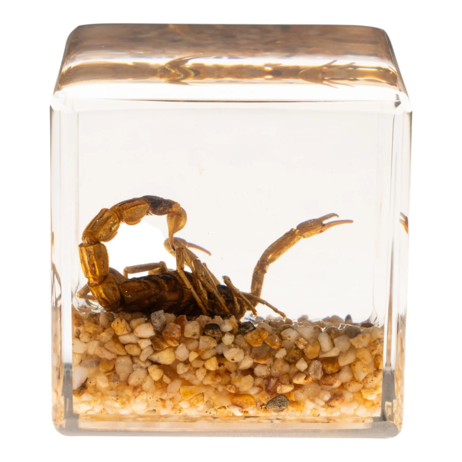 Real Golden Scorpion in Acrylic Cube - Image 4