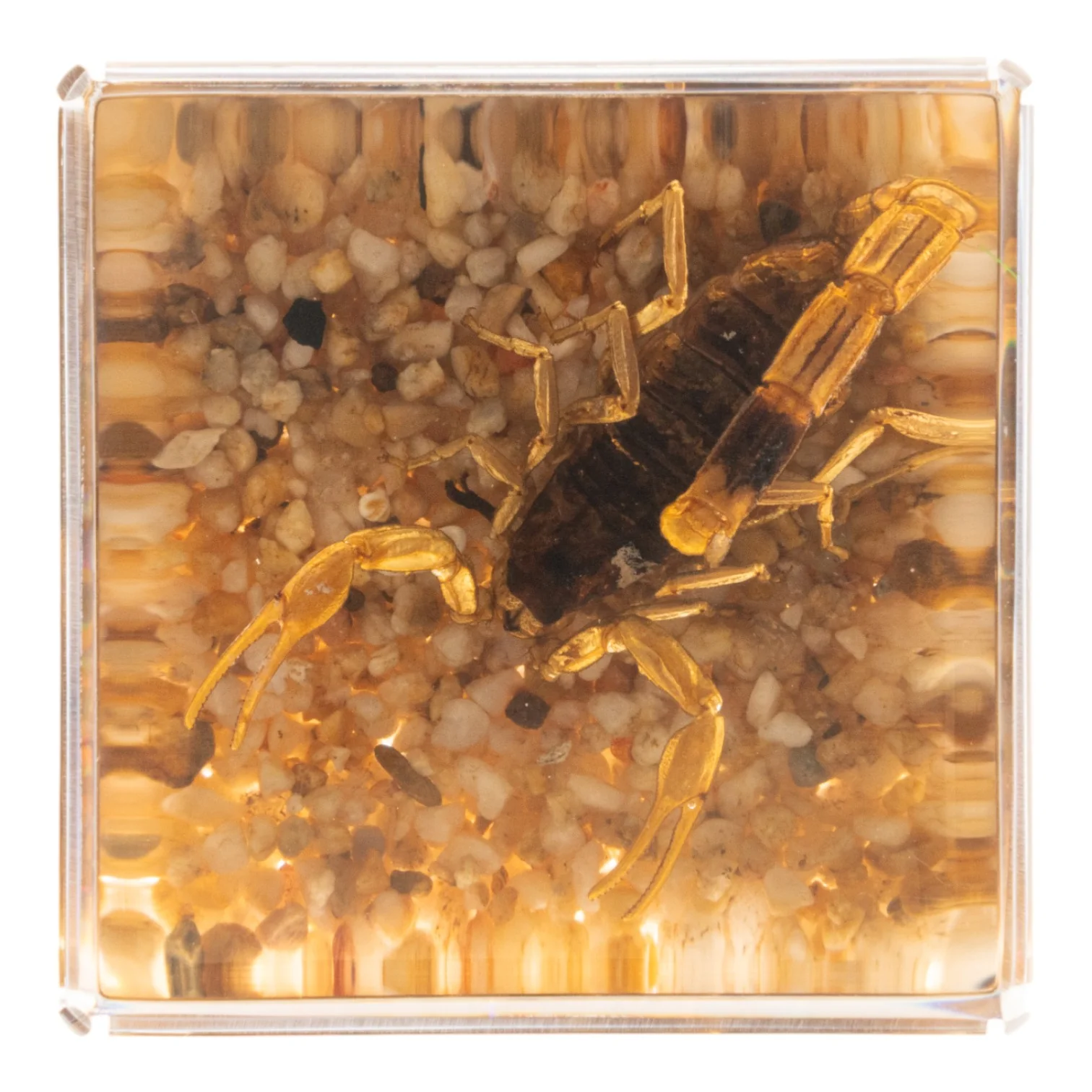 Real Golden Scorpion in Acrylic Cube - Image 5