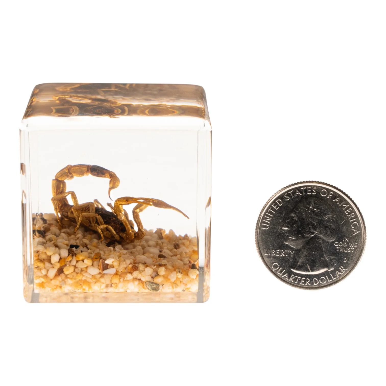 Real Golden Scorpion in Acrylic Cube - Image 7