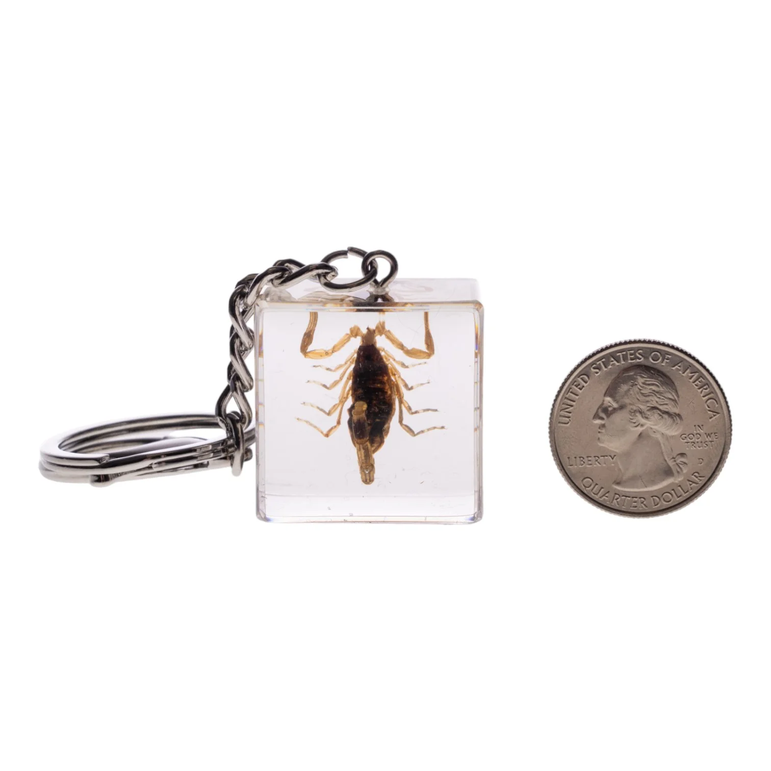 Real Golden Scorpion in Acrylic Cube Keychain - Image 7