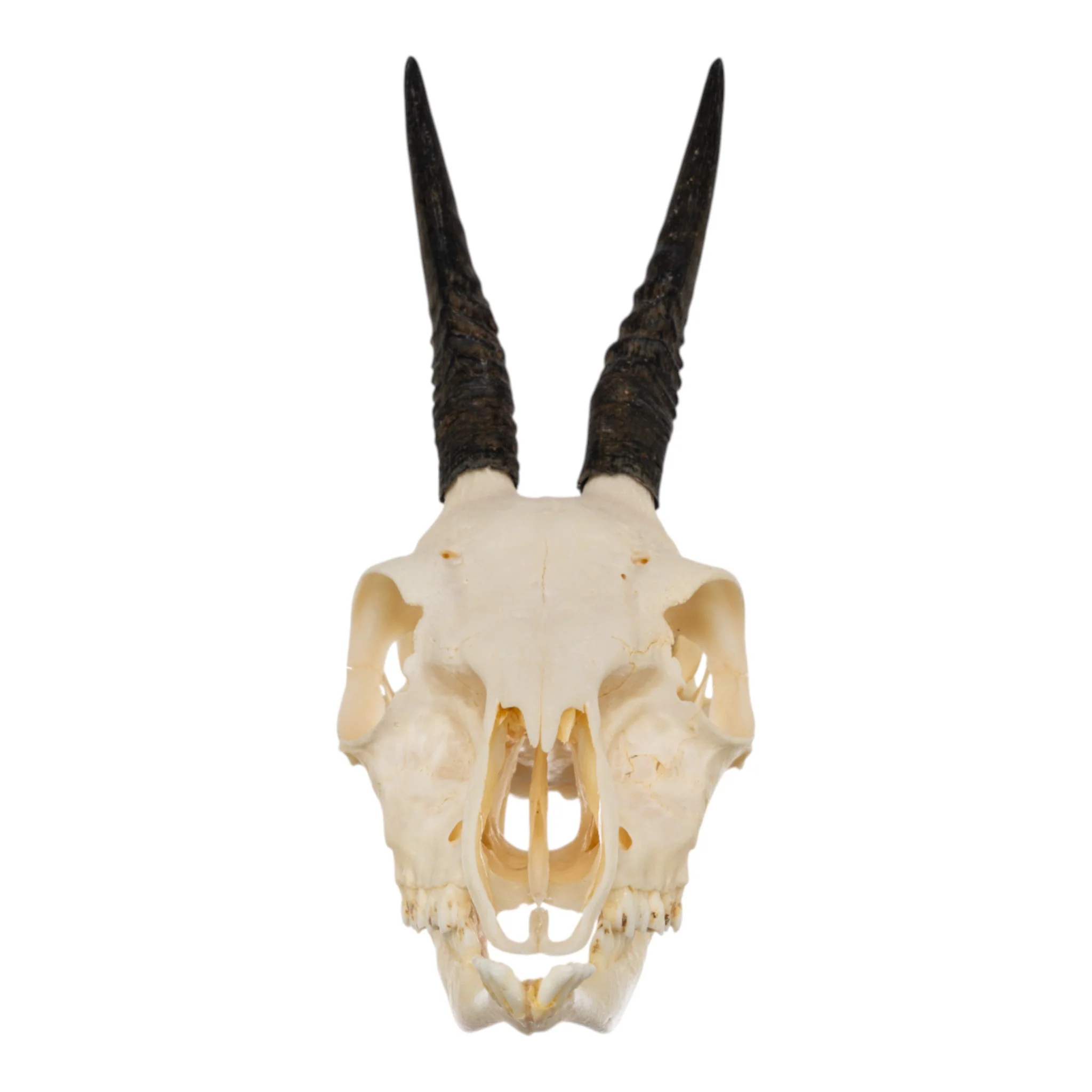 Real Common Duiker Skull with Jaw - Image 3