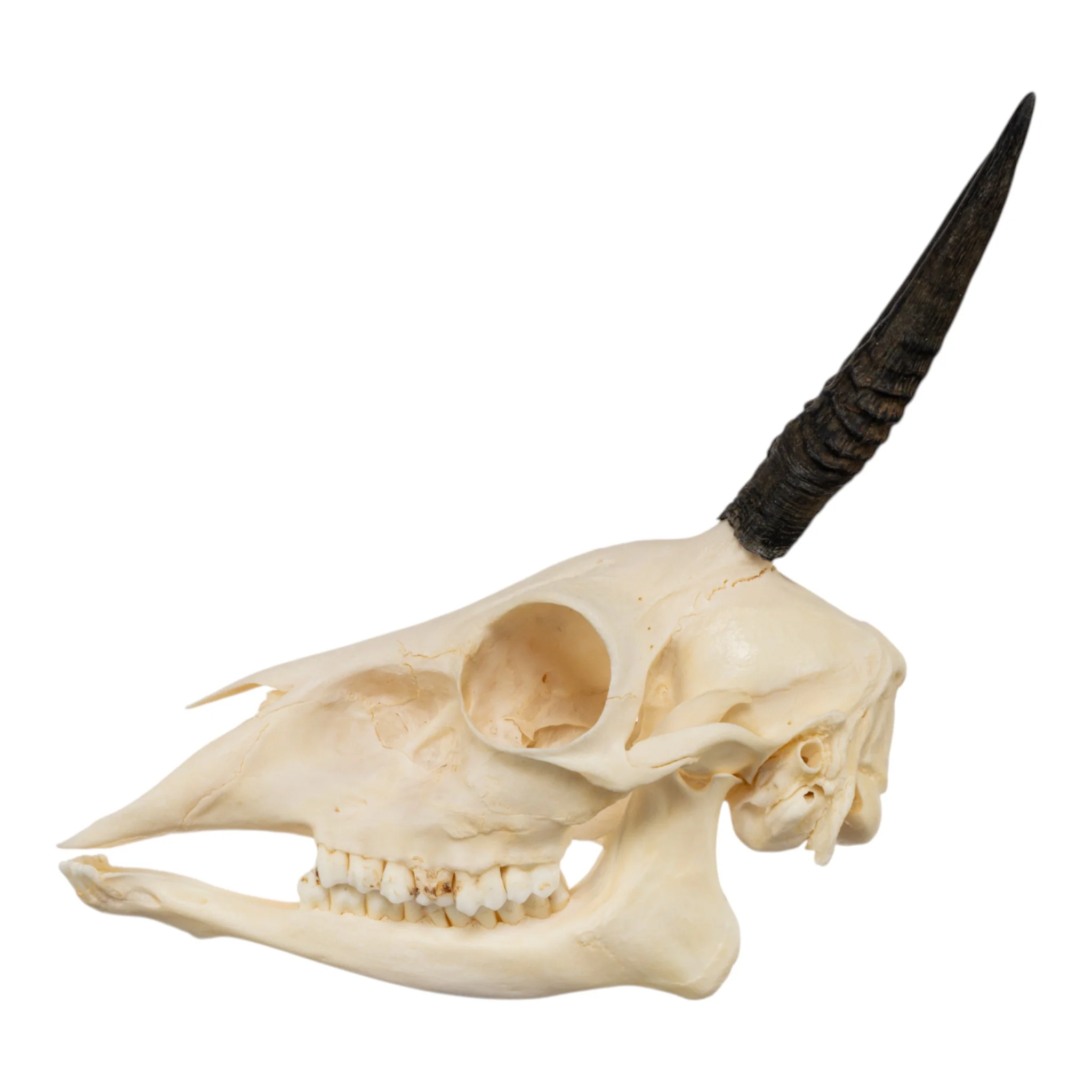 Real Common Duiker Skull with Jaw - Image 4