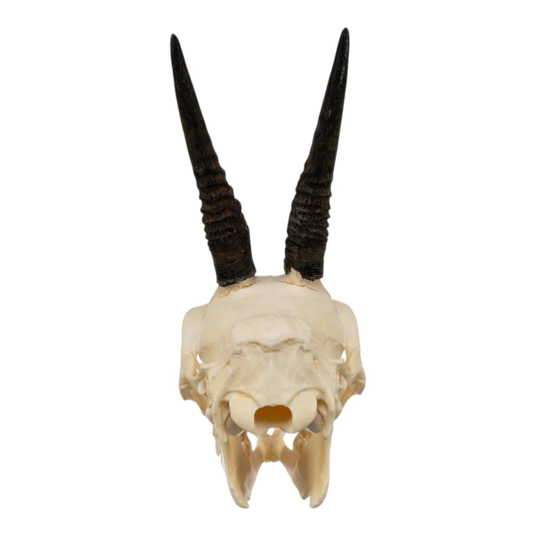 Real Common Duiker Skull with Jaw - Image 5