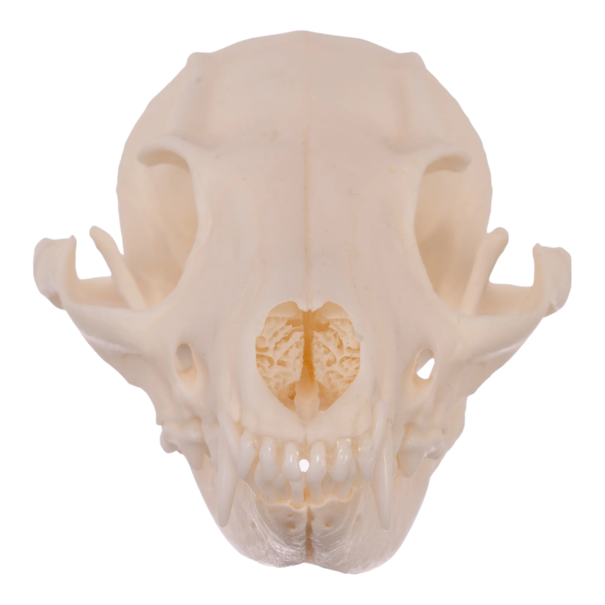 Real Gray Fox Skull - Image 3