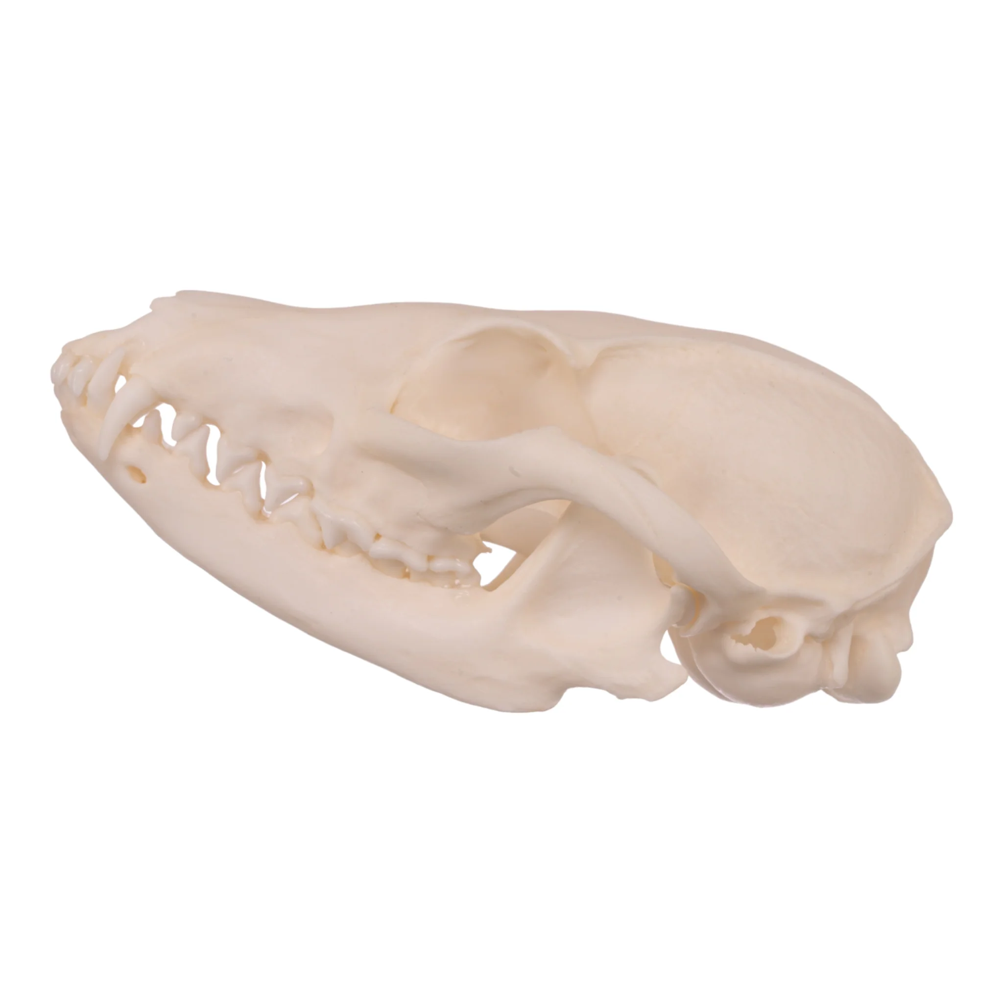 Real Gray Fox Skull - Image 4