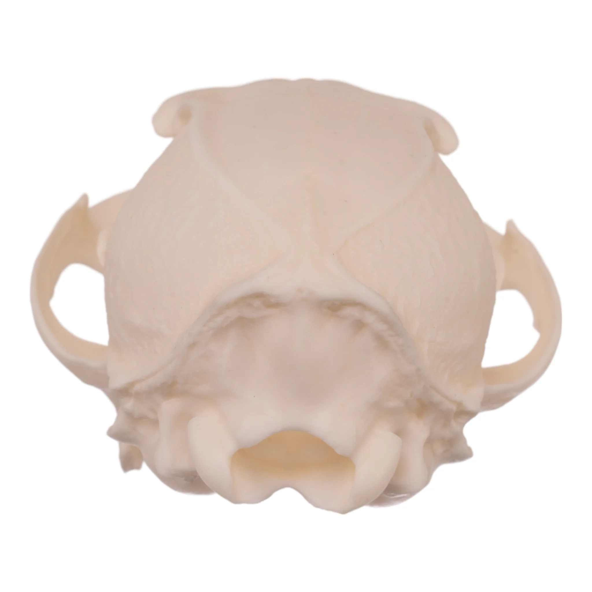 Real Gray Fox Skull - Image 5