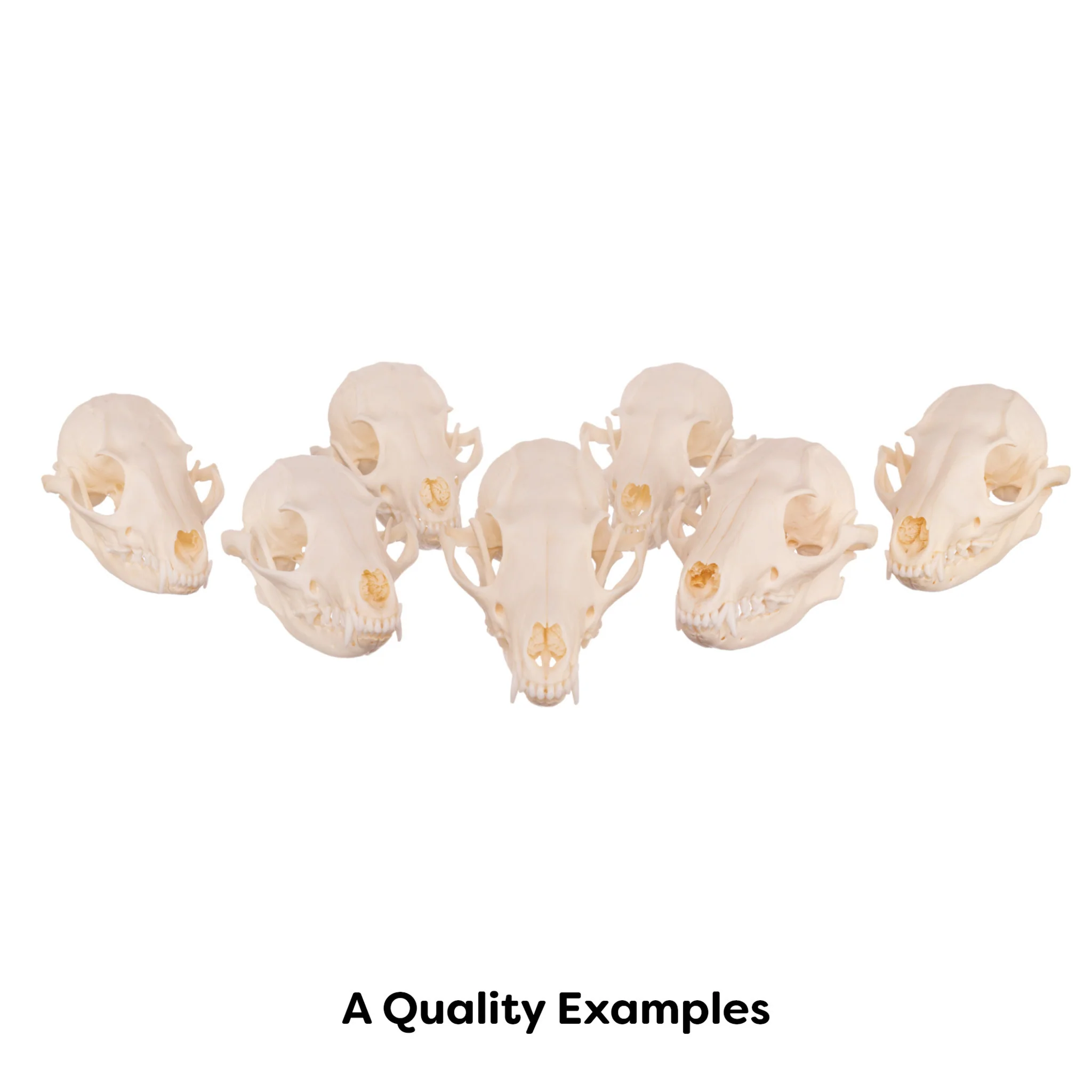 Real Gray Fox Skull - Image 6