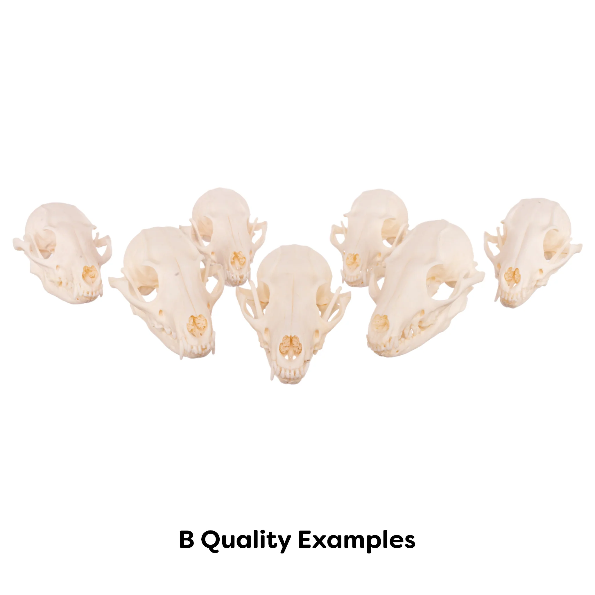 Real Gray Fox Skull - Image 7