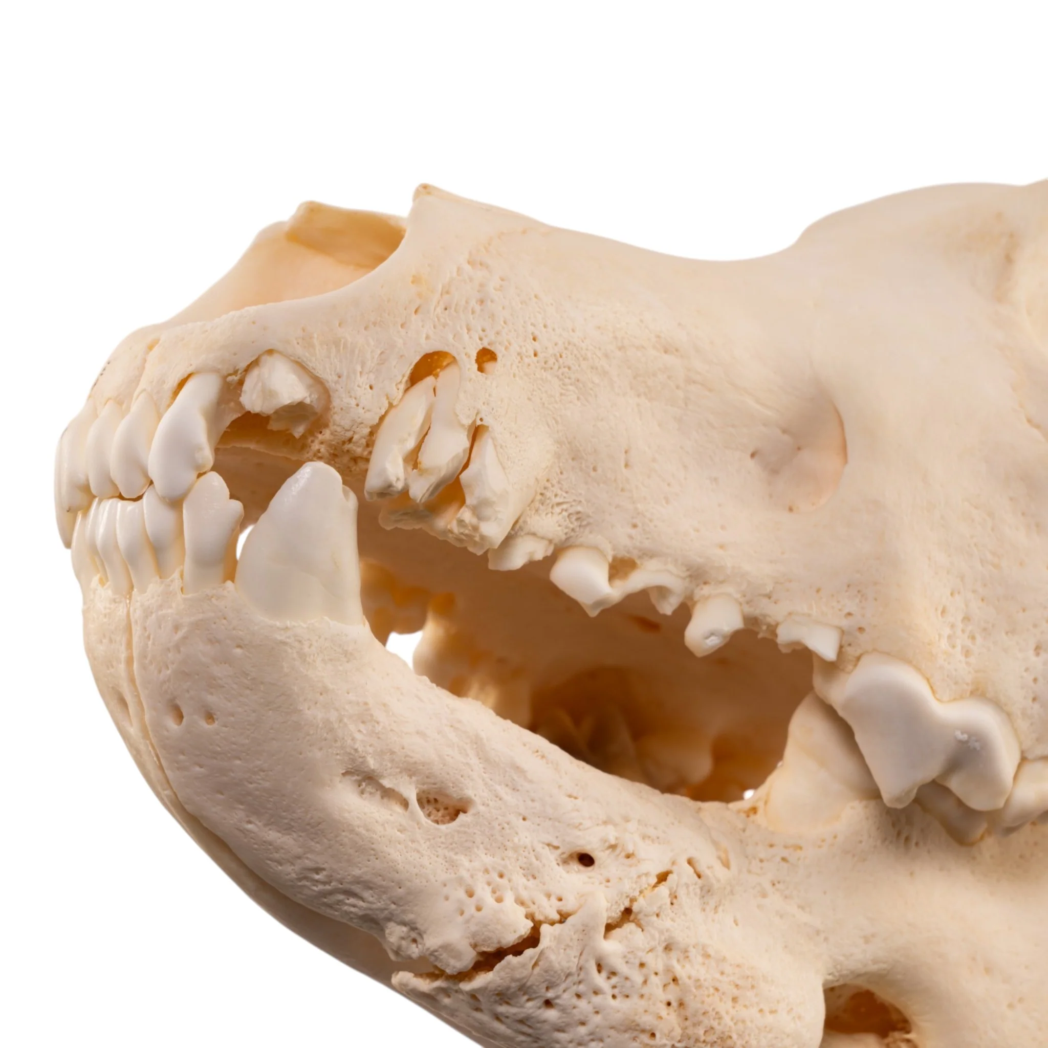 Real Gray Wolf Skull - Pathology - Image 7