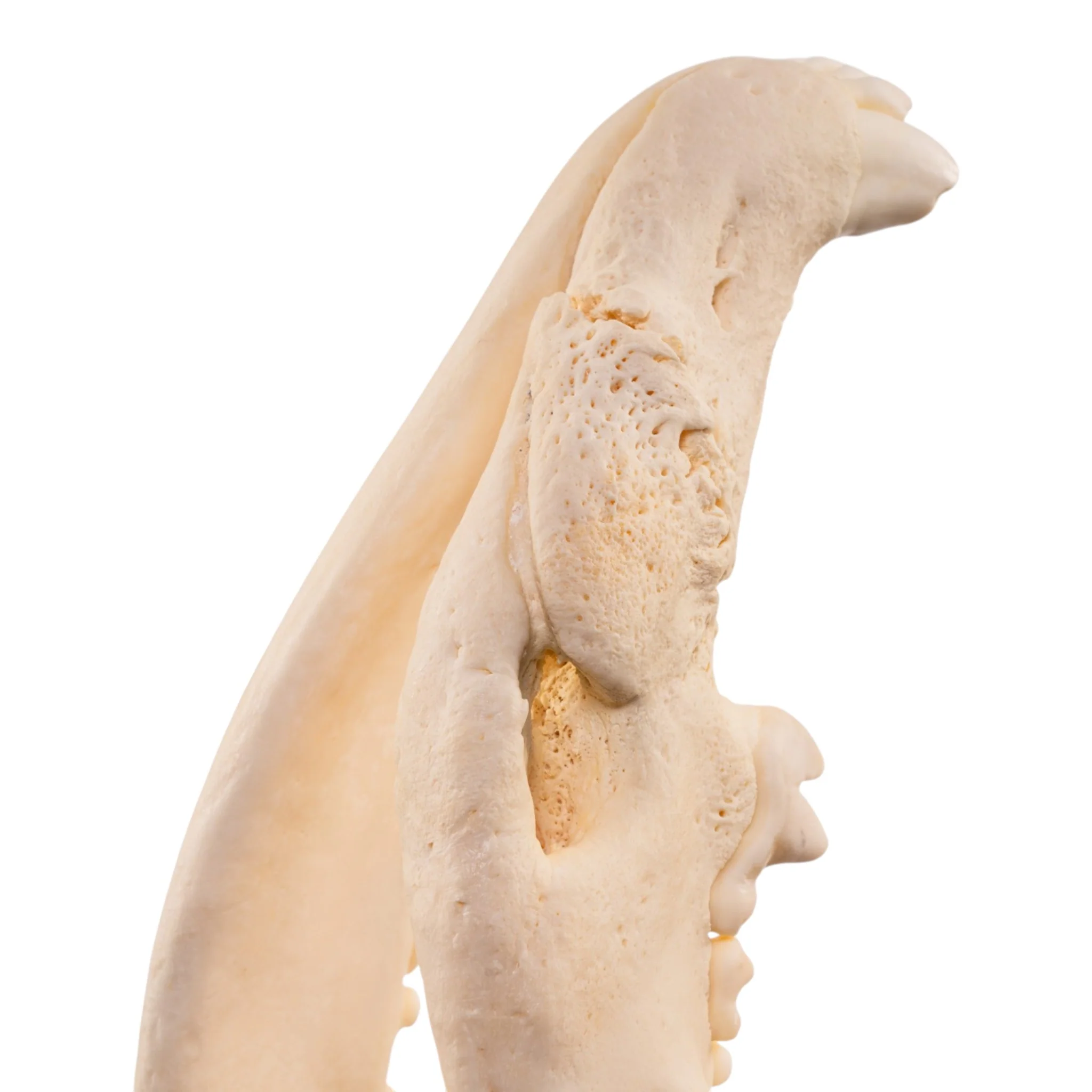 Real Gray Wolf Skull - Pathology - Image 8