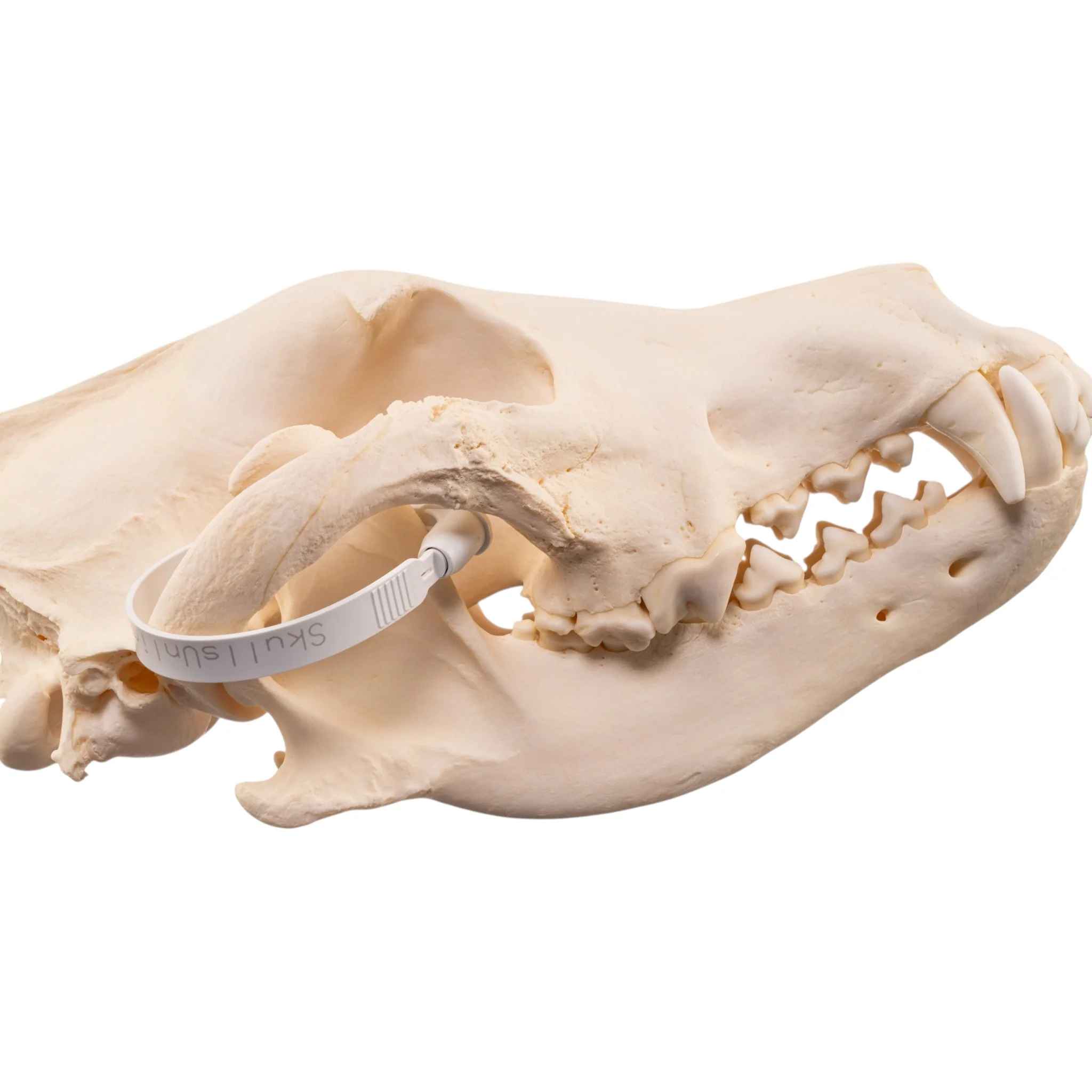 Real Gray Wolf Skull - Pathology - Image 6