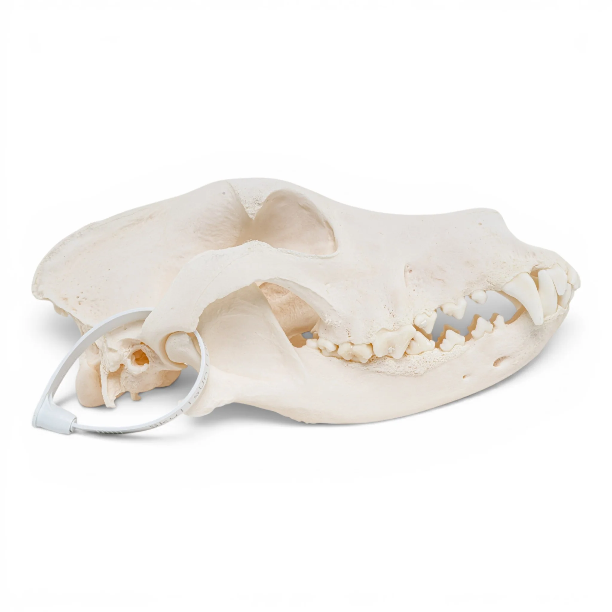 Real Great Dane Skull - Pathology - Image 2