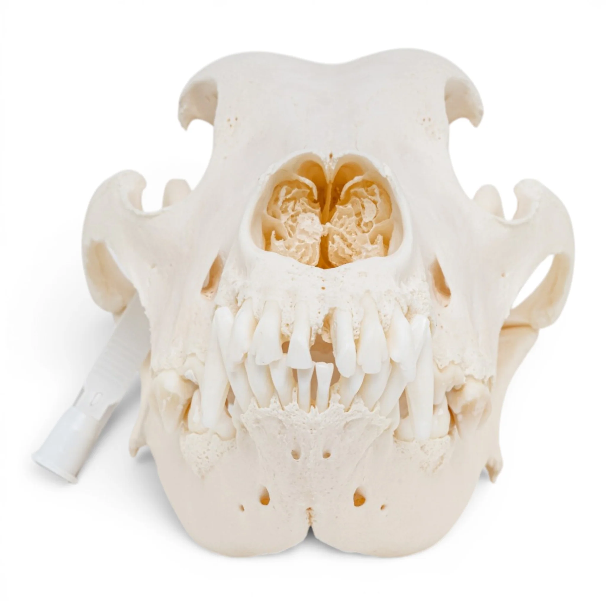 Real Great Dane Skull - Pathology - Image 3