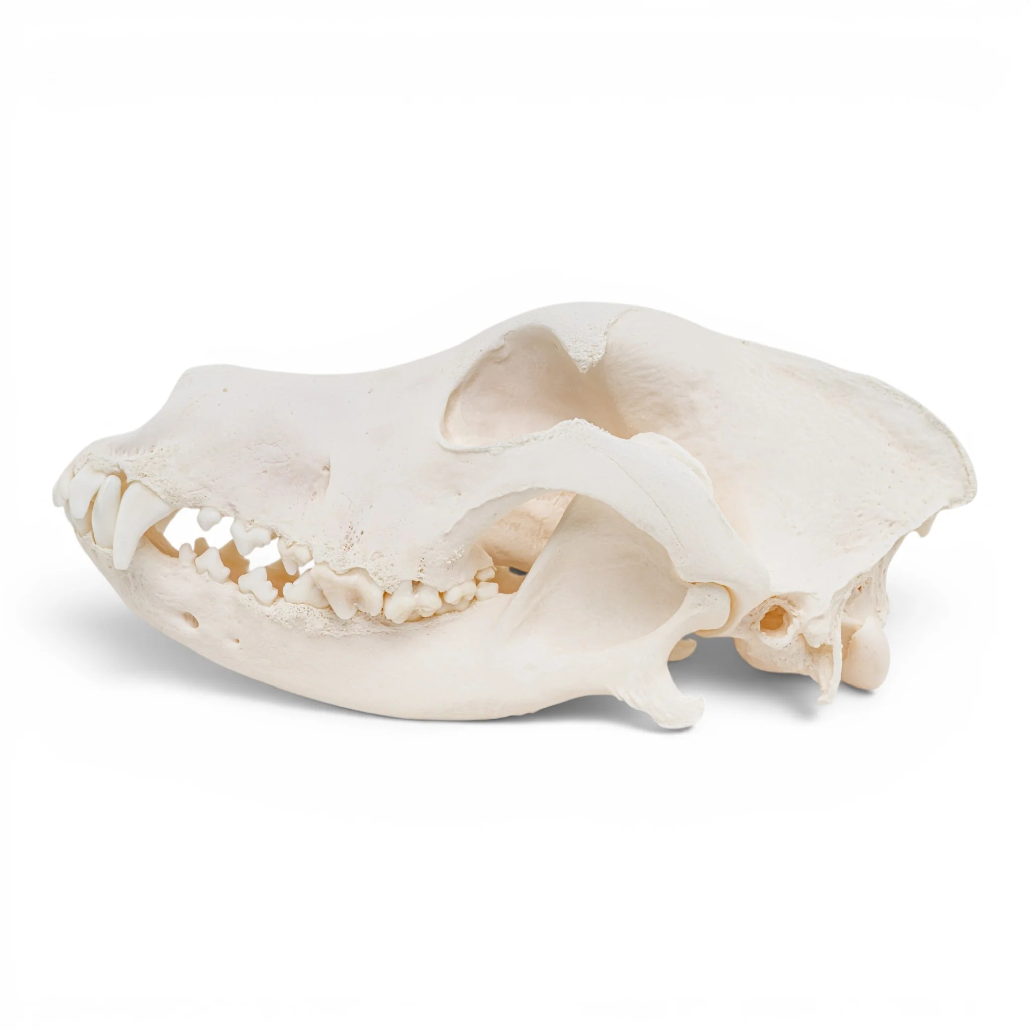Real Great Dane Skull - Pathology - Image 4
