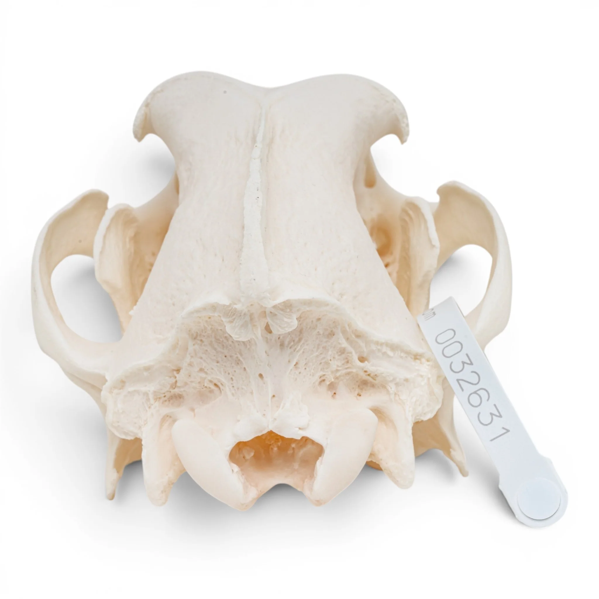 Real Great Dane Skull - Pathology - Image 5