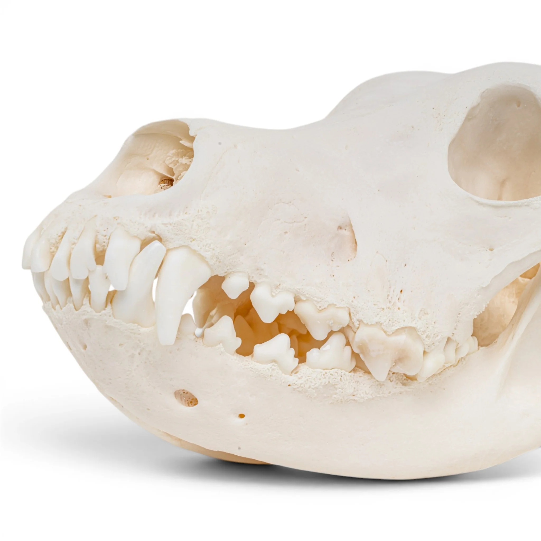 Real Great Dane Skull - Pathology - Image 7