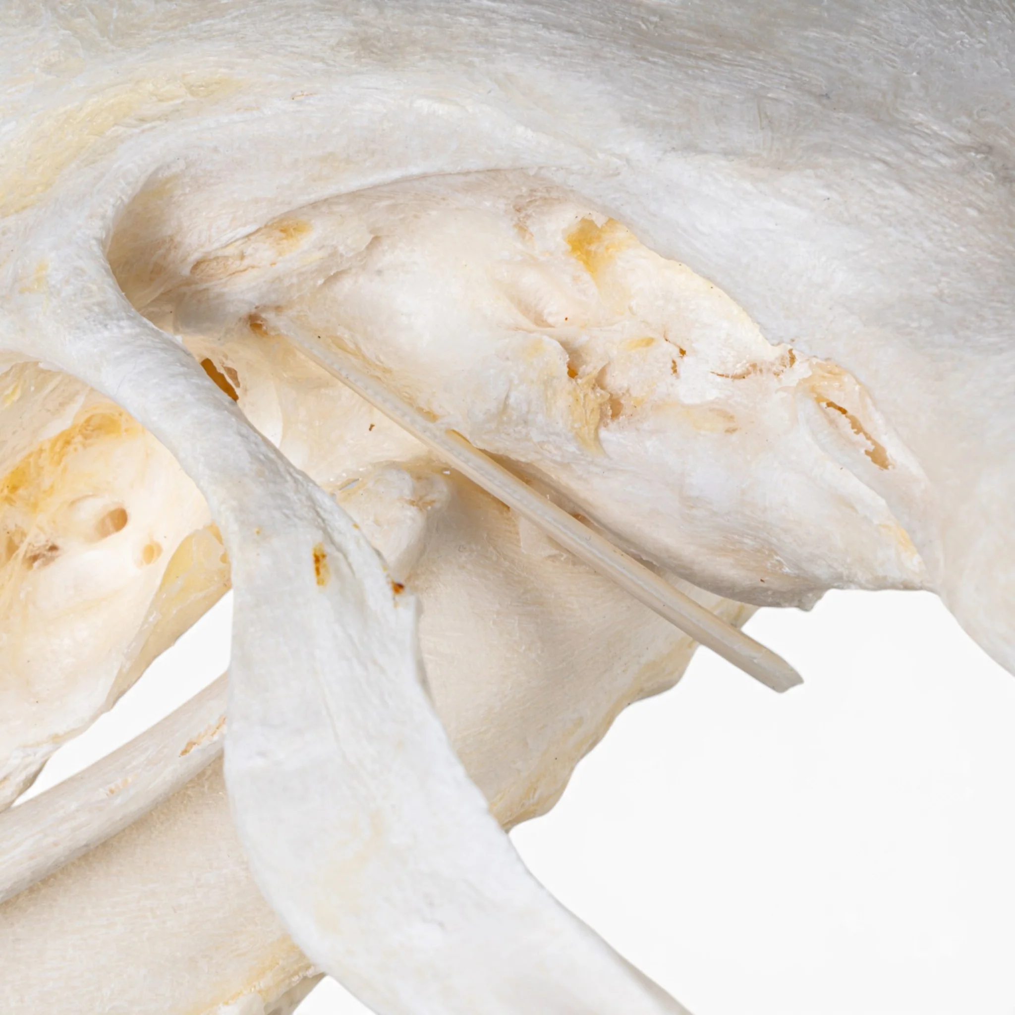 Real Great Hammerhead Shark Skull - Image 6